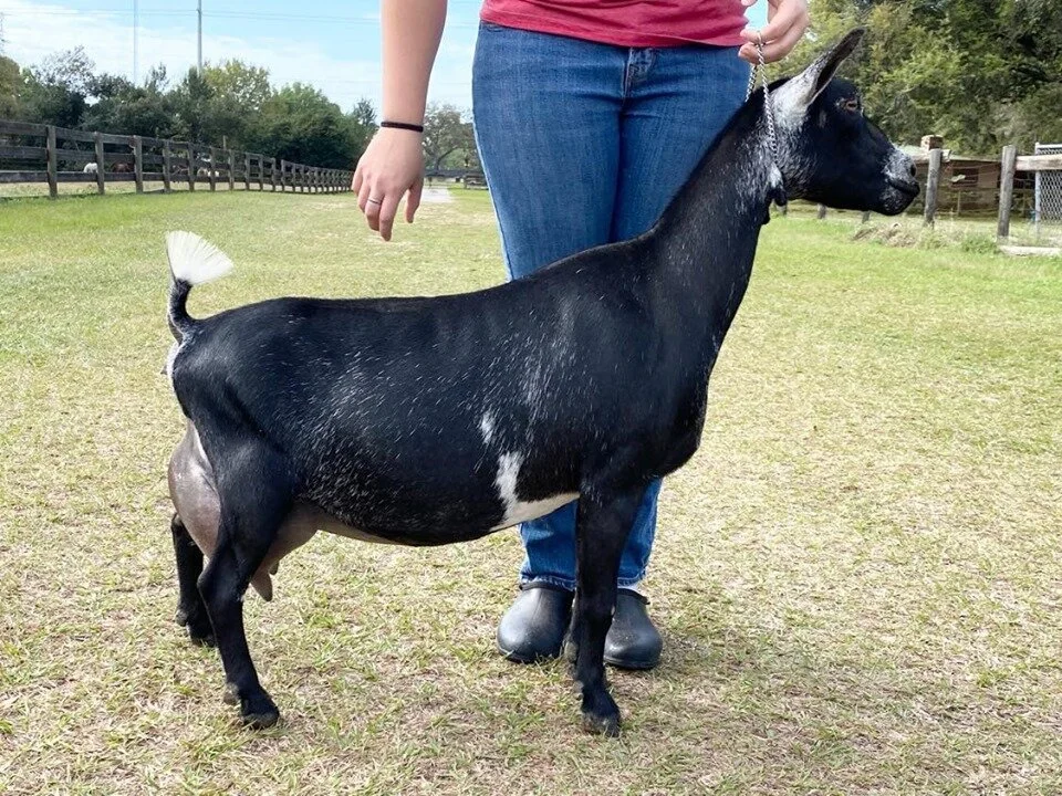 Dam GCH Winning Streak EOT Amazing 5*M EEEE 91 Photo credit to Winning Streak