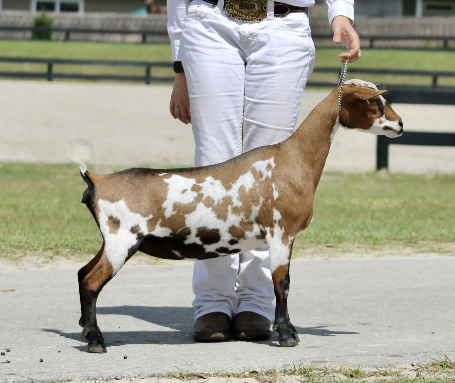 Baby Ruth Jr photo credit Winning Streak 