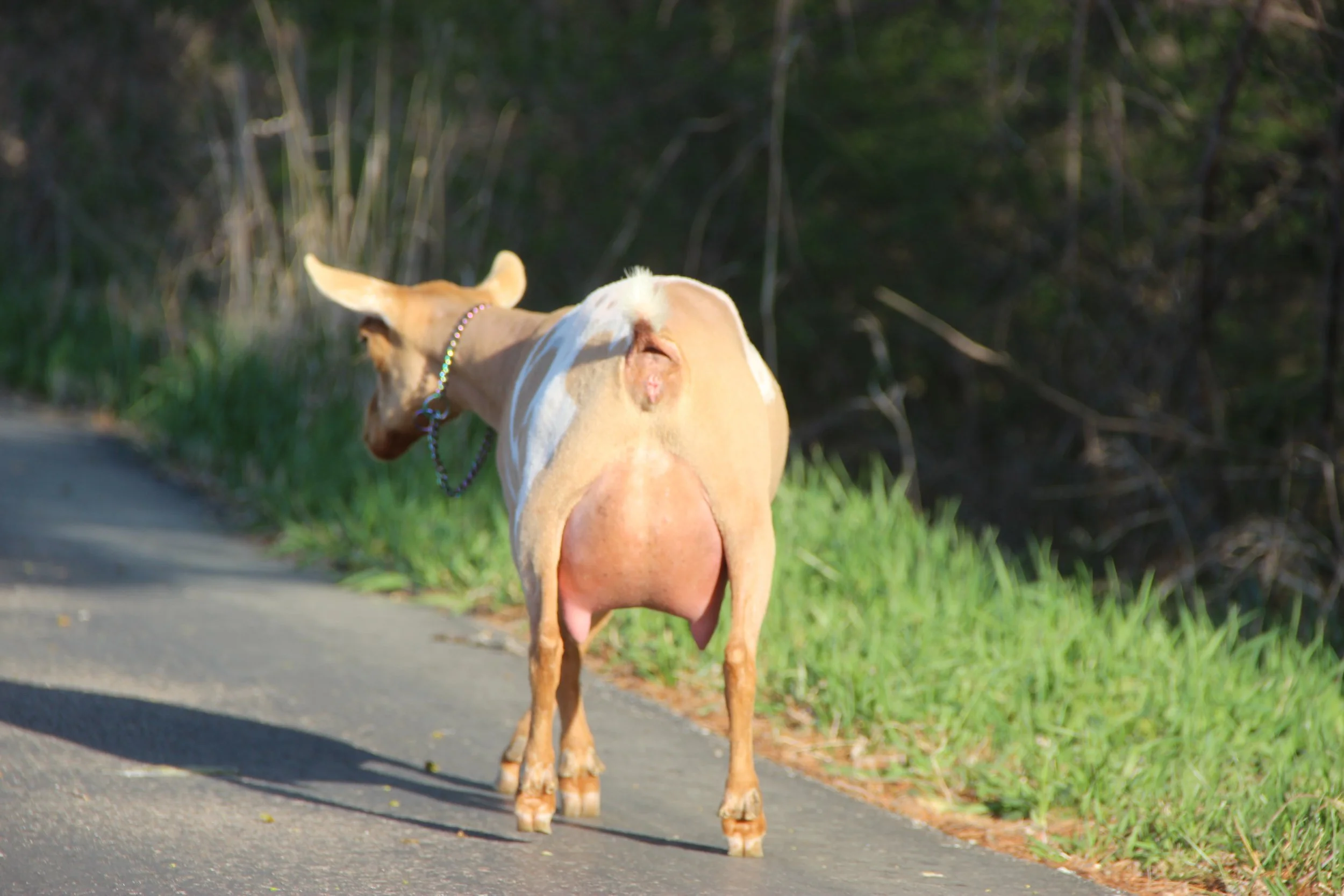 FF 10 days Fresh Show Fill