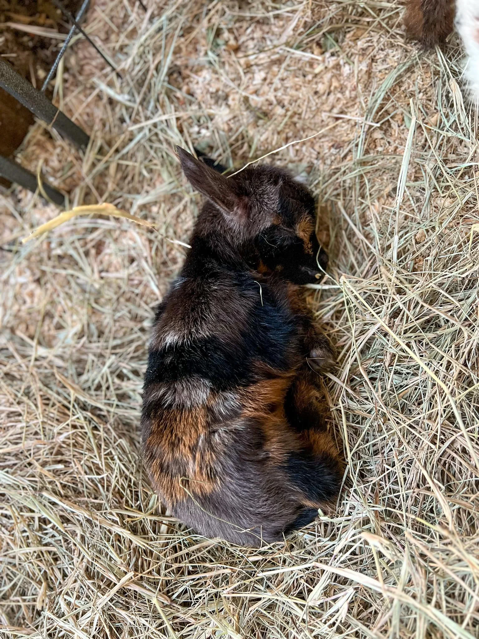 Sylphrena Jr photo credit Bridge Acres