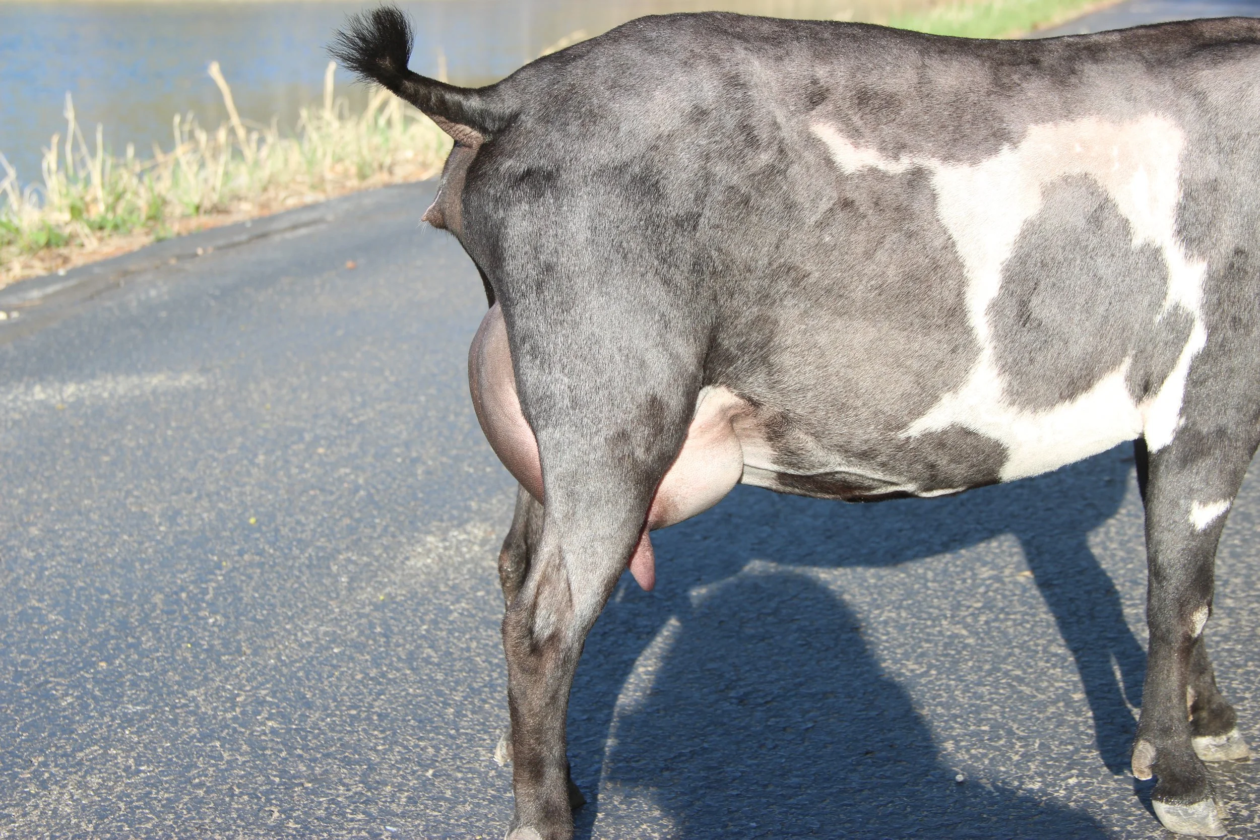 FF 12 days fresh show fill