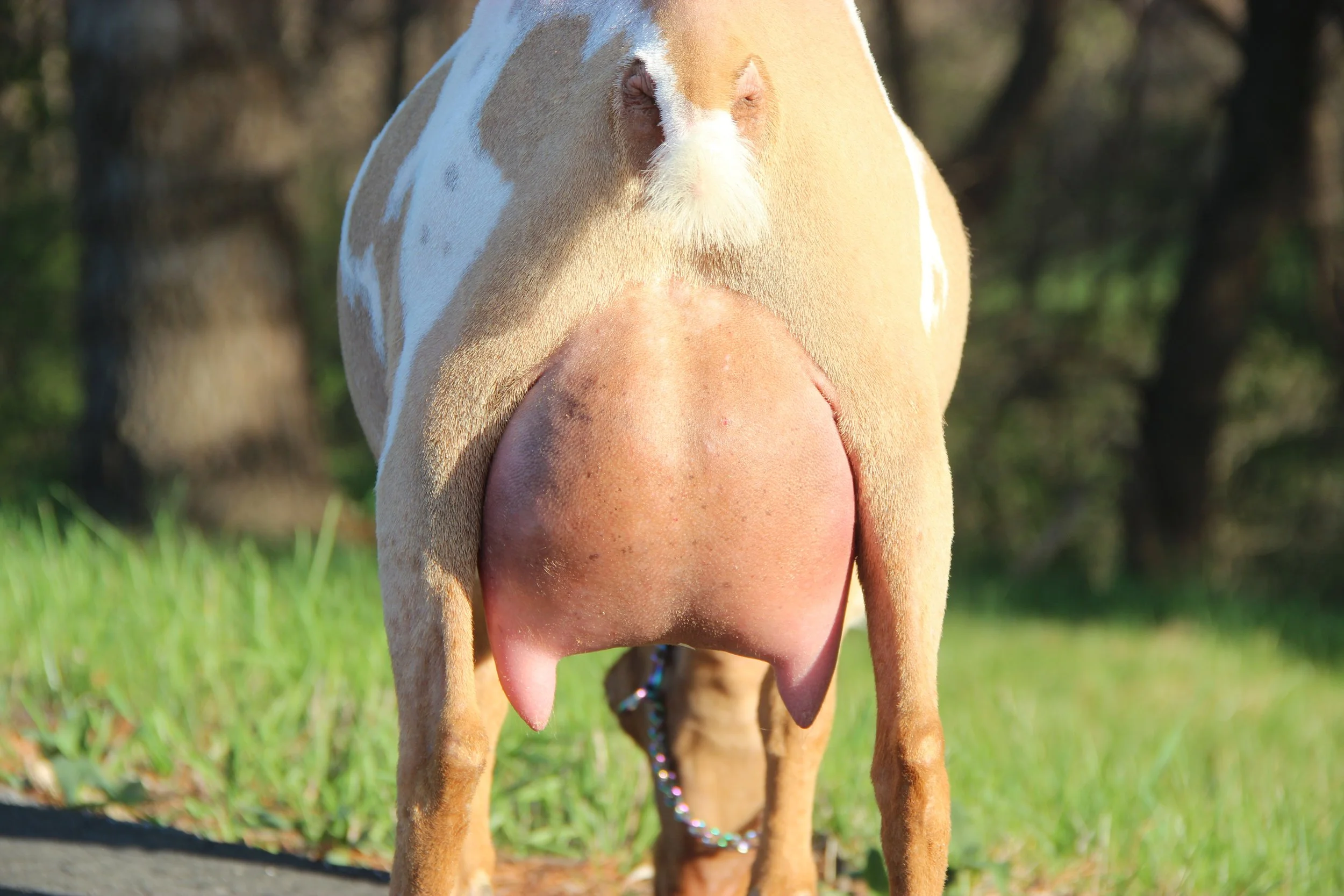 FF 10 days Fresh Show Fill