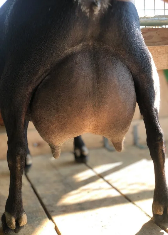 Time rear recent.jpeg