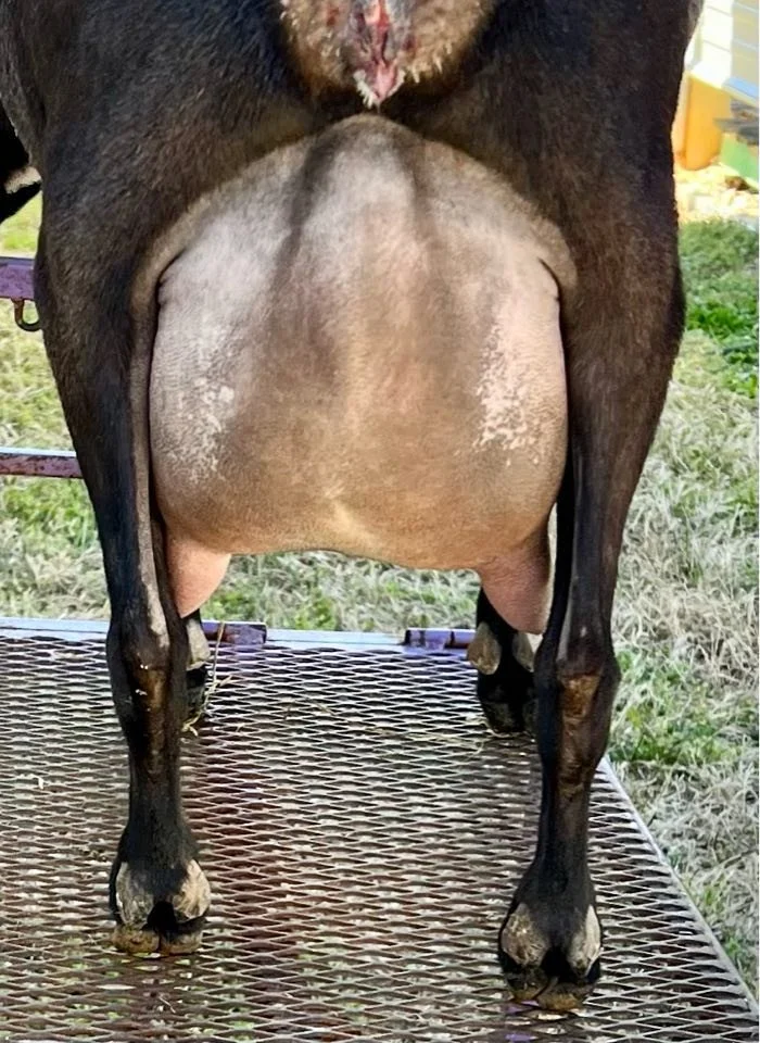 Maternal sister Winning Streak O Inkredible VVVV 88 Photo credit to Winning Streak