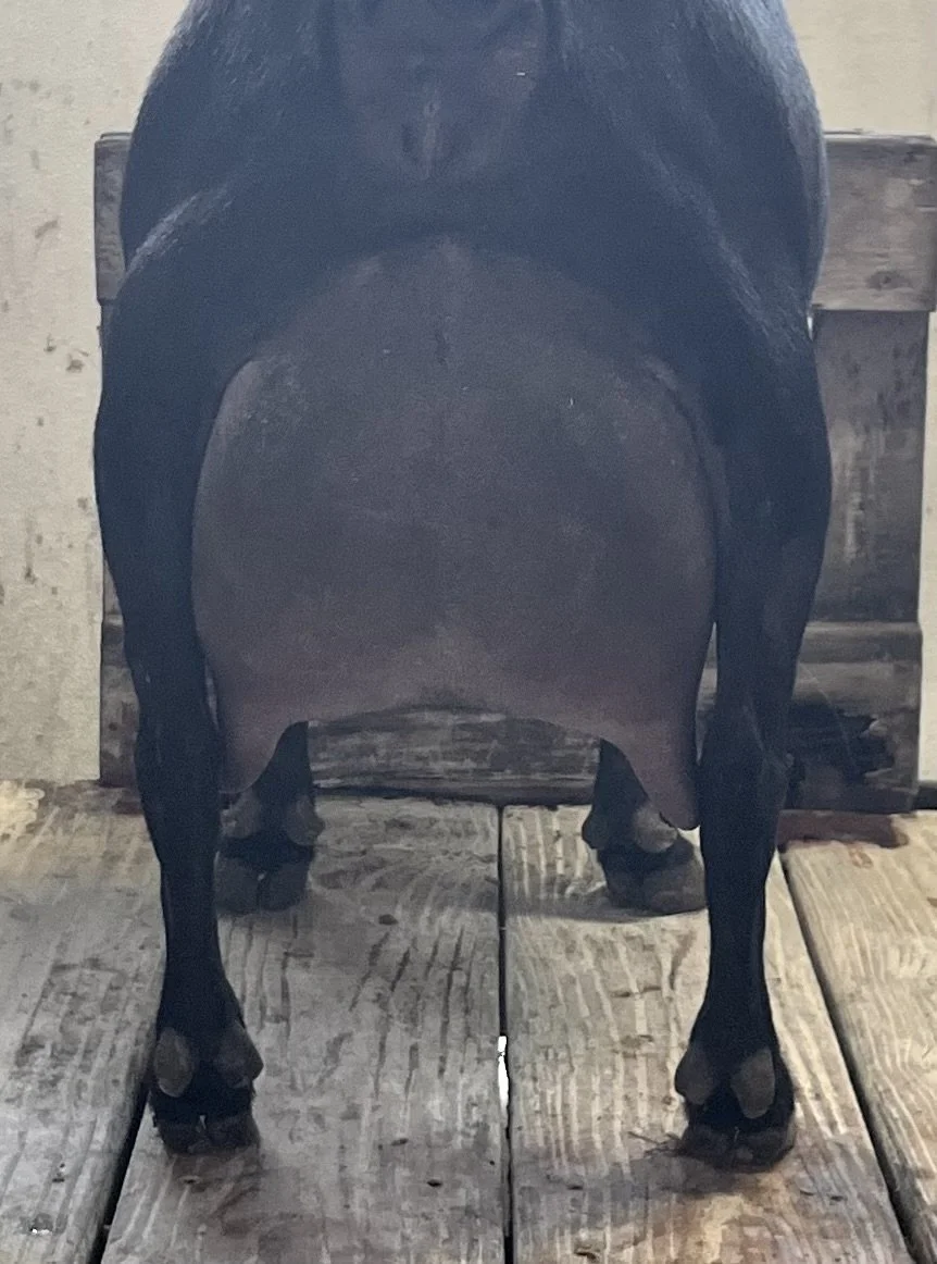 Full sister GCH Winning Streak EB Irresistible 6*M VVVE 88 Photo credit to Winning Streak