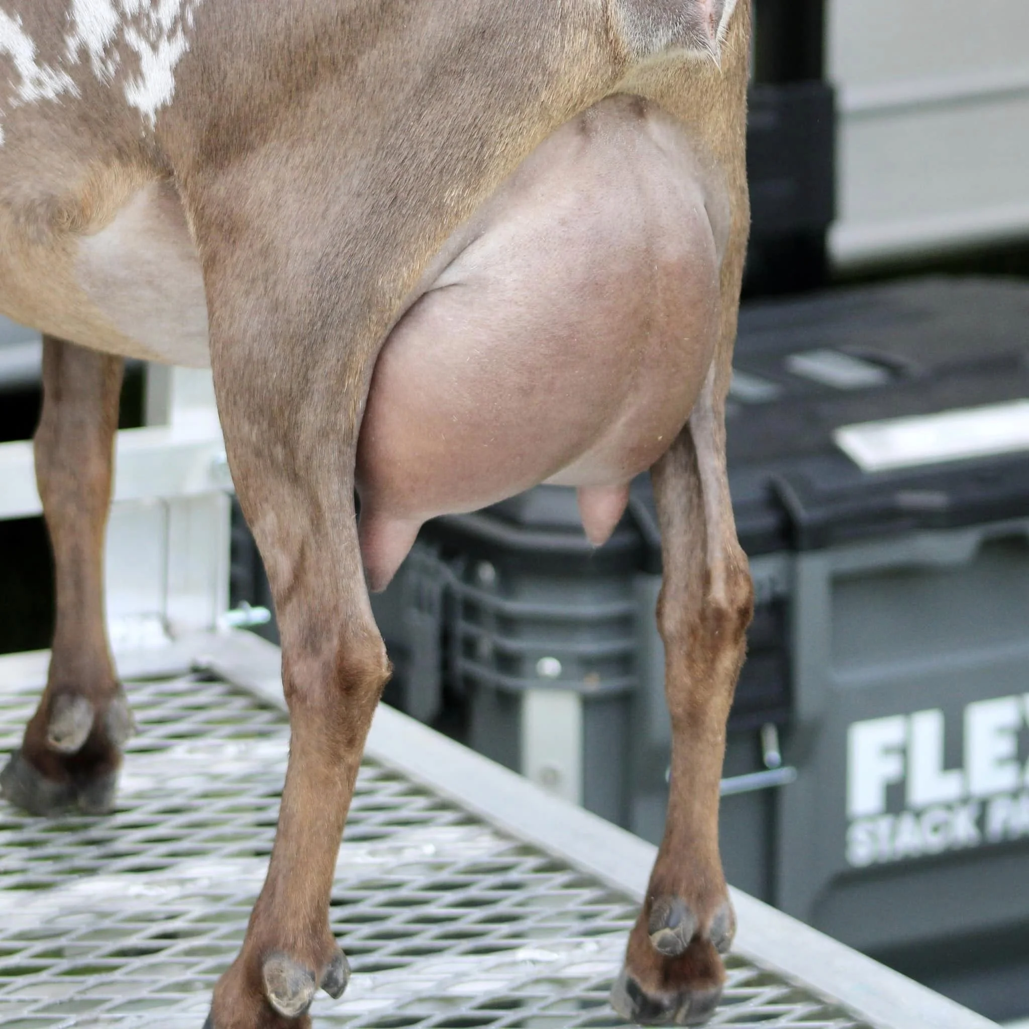 3/4 Sister Winning Streak O Ivy League Photo credit to Winning Streak