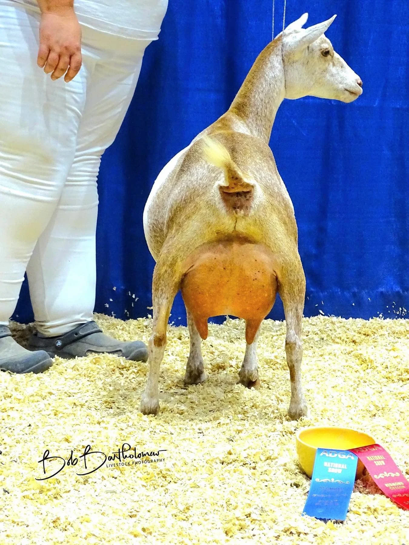 Dam Agape's Prize Me So Thorny photo credit to Flying Feets