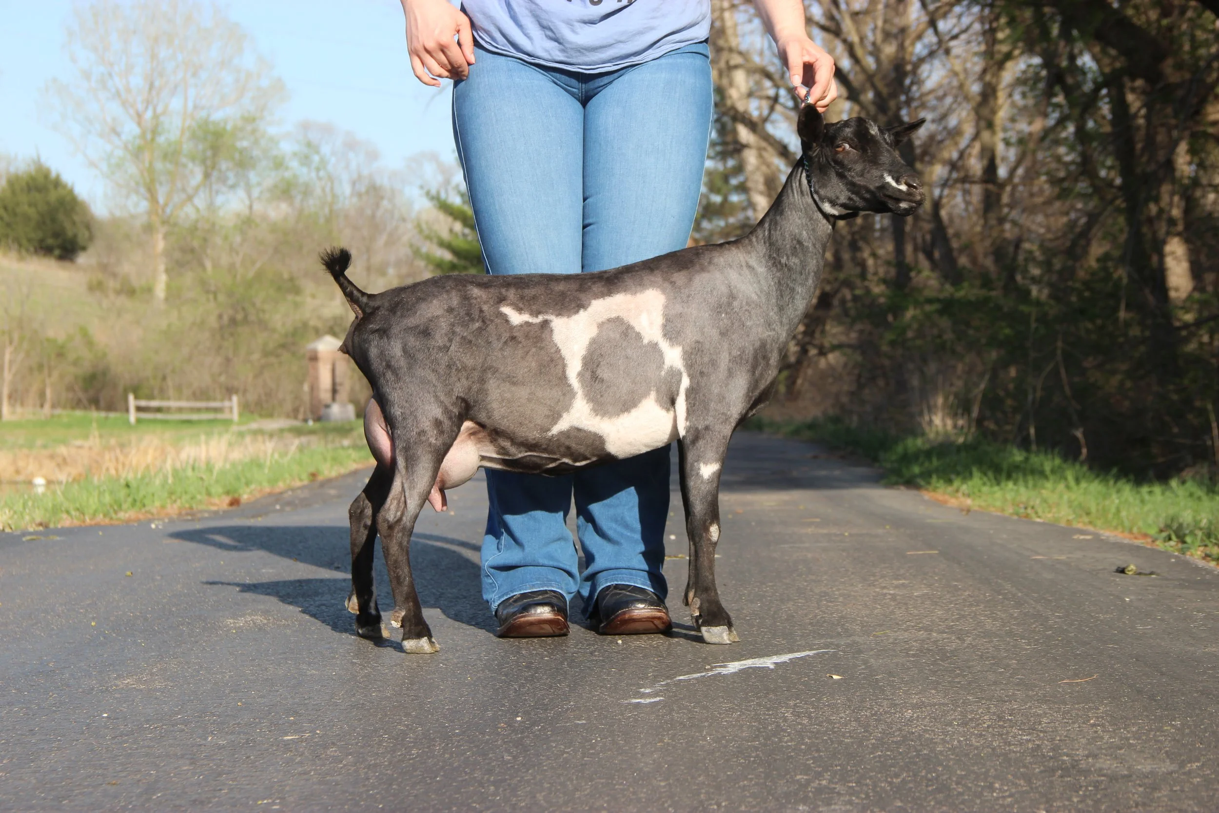 FF 12 days fresh show fill