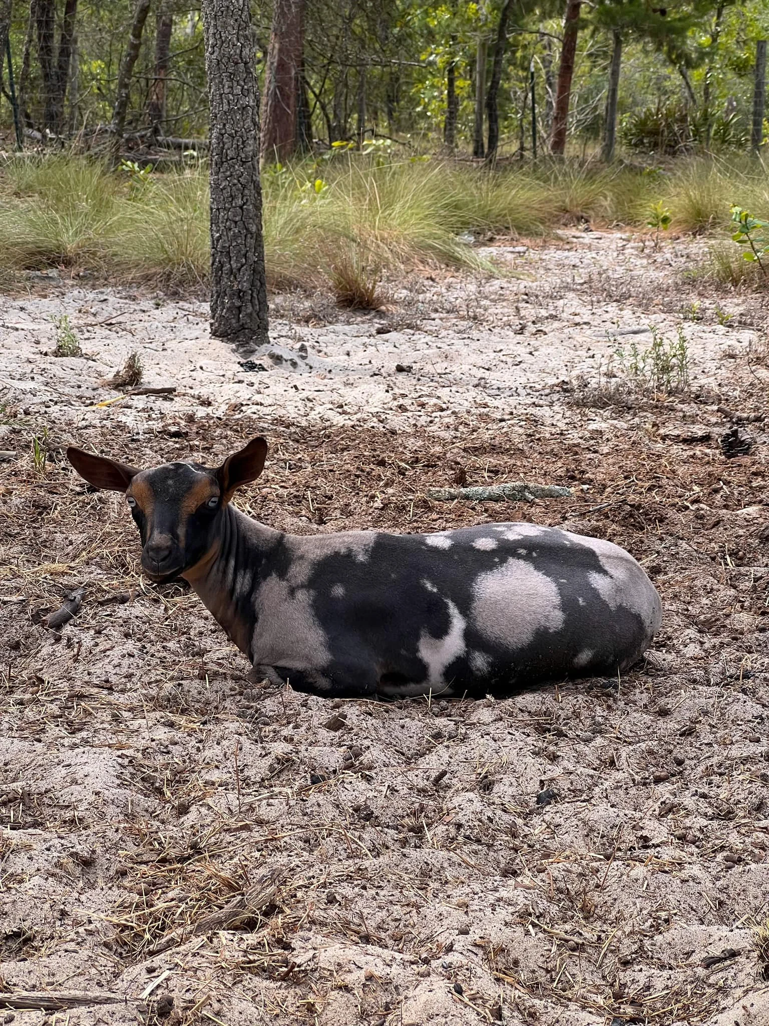 Sylphrena Jr photo credit Bridge Acres
