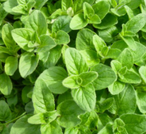   OREGANO  
Oregano has a warm, earthy, peppery, and slightly bitter flavor with minty undertones.  Amazing fresh or dried!