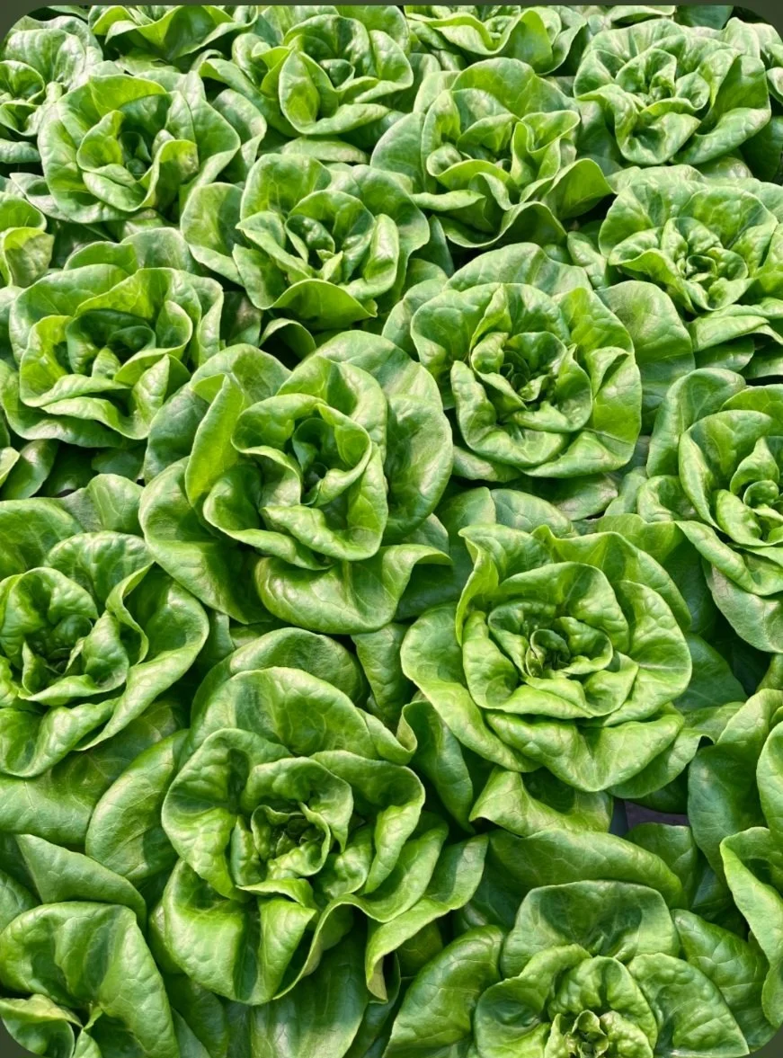  BIBB LETTUCE  
A delicate, soft buttery lettuce that is excellent in salads, on sandwiches, and used for lettuce cups/wraps.