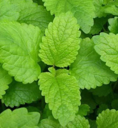   LEMON BALM  
Delicate with a fresh lemon zest mixed with a hint of mint, offering a subtle, citrusy, and a sweet herbaceous flavor.  Wonderful in teas, salads, and desserts.