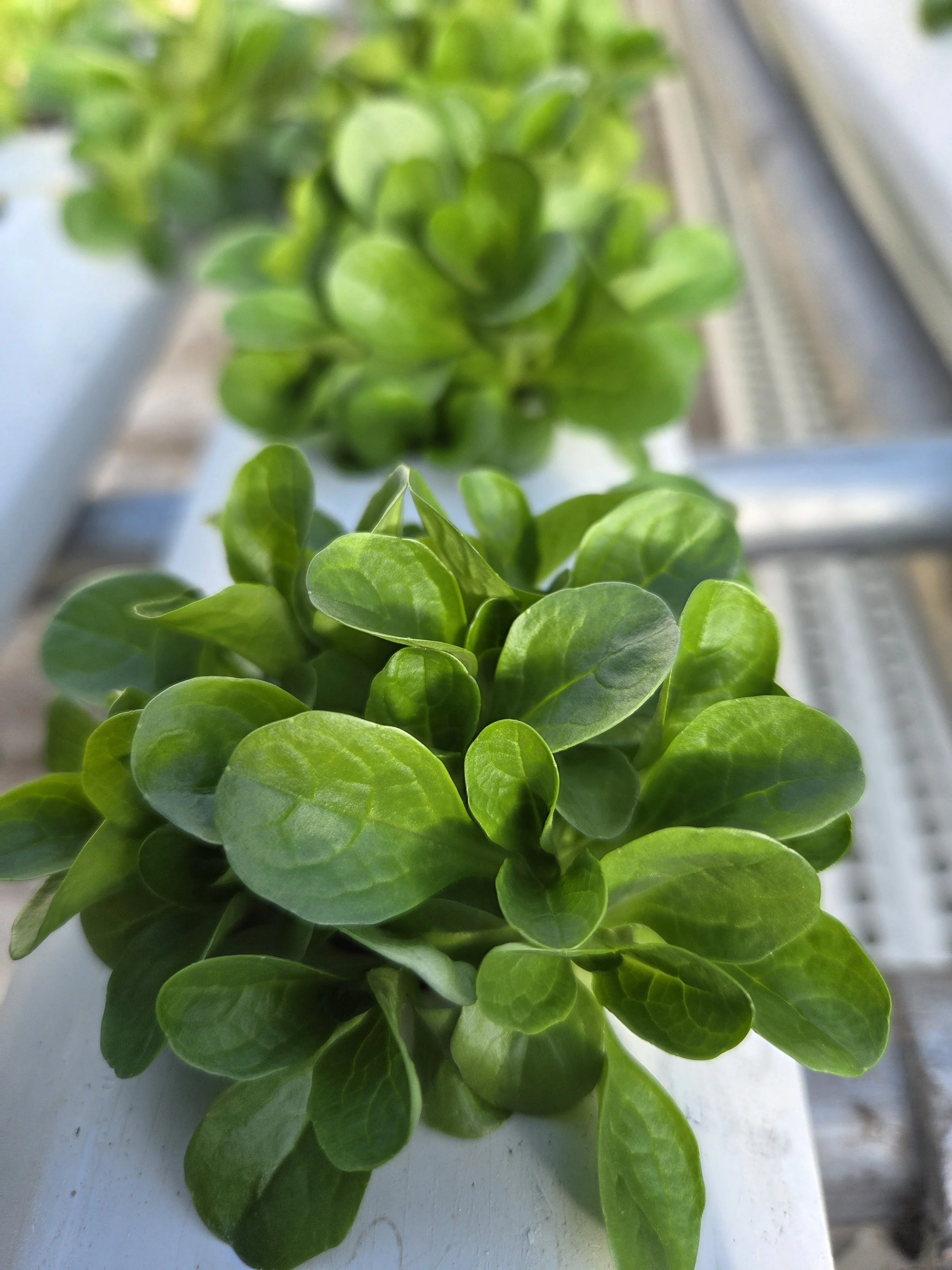   MACHE  
Mâche is delicate, sweet, slightly nutty, with a  buttery texture. It pairs well with simple vinaigrettes, nuts, or even cooked into eggs.