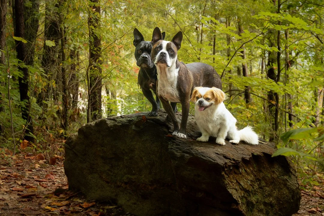 Three dogs posing together on a large mossy rock in a wooded area of the Smoky Mountains.