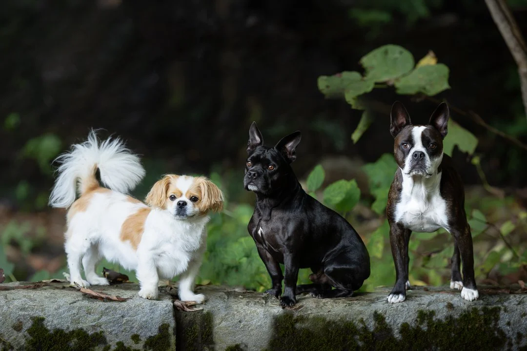 Three small dogs posing together on a stone wall in a wooded mountain setting.