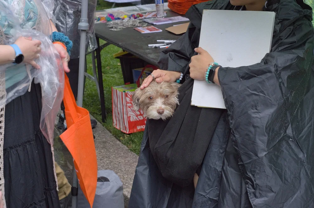  A close up photos of attendees arms full of free items and info sheets from the various organizations tabling. In the center of the photo is a small dog, safe and dry from the rain in a cloth bag. 