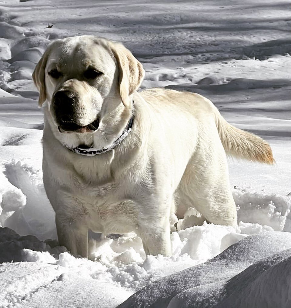 T U N D R A

One of Scout's stunning boys, and a forever home that considers me a friend. I am blessed with some really amazing families! 🤍🐾

#labsofinstagram #lab #worldoflabs #englishlab #westmichigan #womenownedbusiness #yellowlabsquad #yellowla