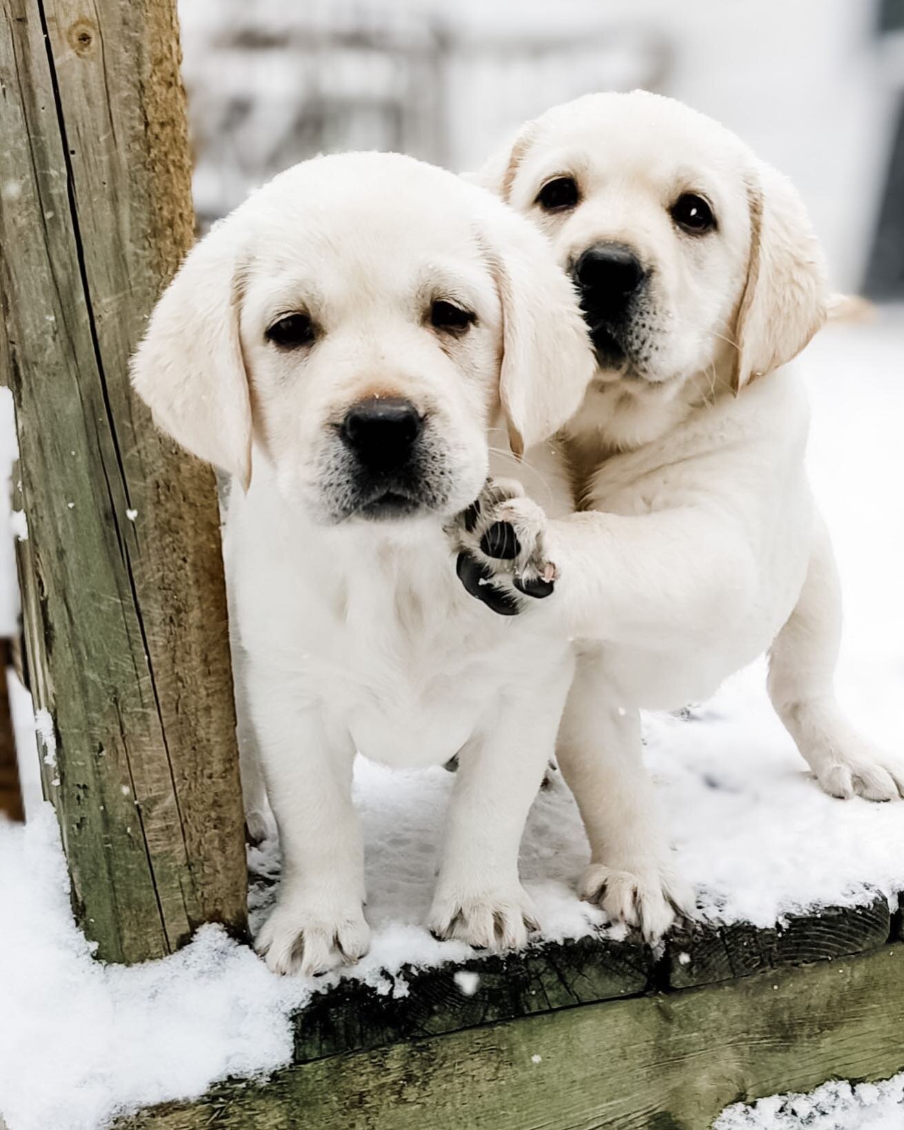 🐾 H E L P 🐾

Little puppy on the left needs a name! We're a house divided and need input from all our friends out there...what would you name this sweet girl?
 

#puppies #puppiesofinstagram #worldoflabs #labsofinstagram #englishlabradors #englishl