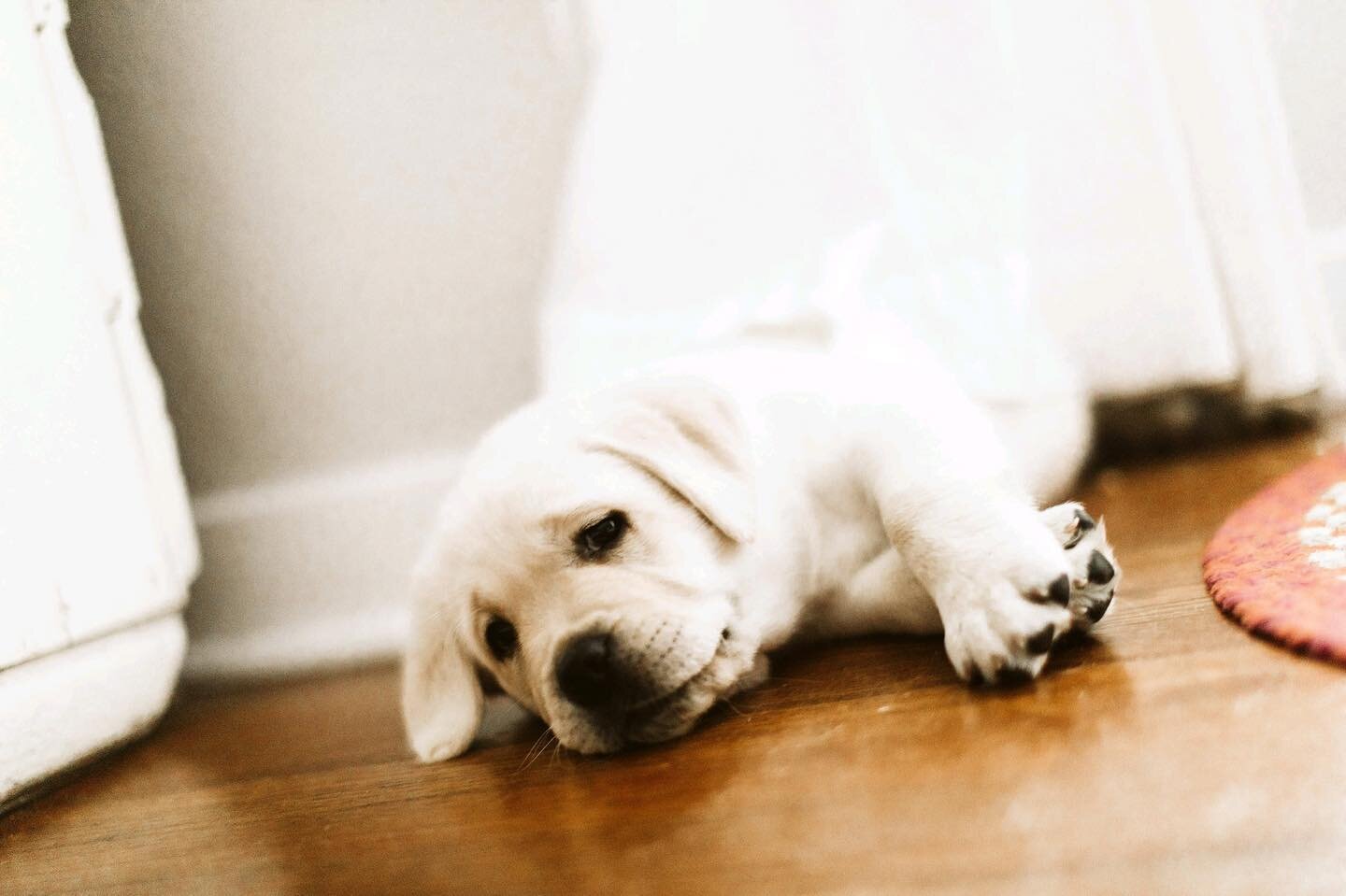 Friday night vibes....waiting for the pizza to show up 🍕

#talesofalabpuppy #worldoflabs #puppiesofinstagram #labsofinstagram #the_labmoments #labpuppiesofinstagram #bestlabradors #labradoroftheday #englishlabrador #englishlabradorretriever