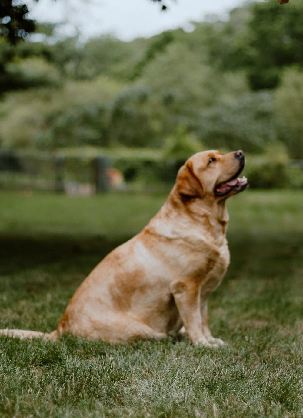 Grand River Labradors Michigan Breeder