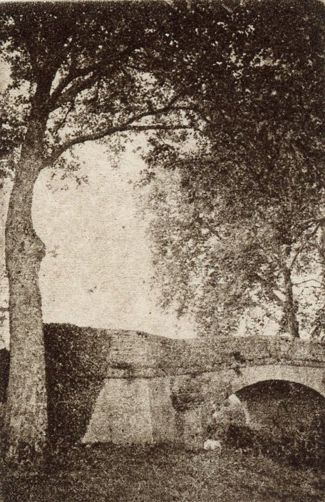 Arched tree over bridge.jpg