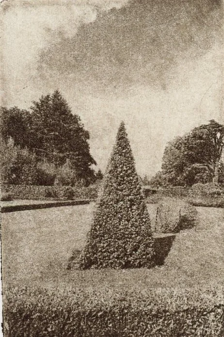 Pyramid Tree.jpg