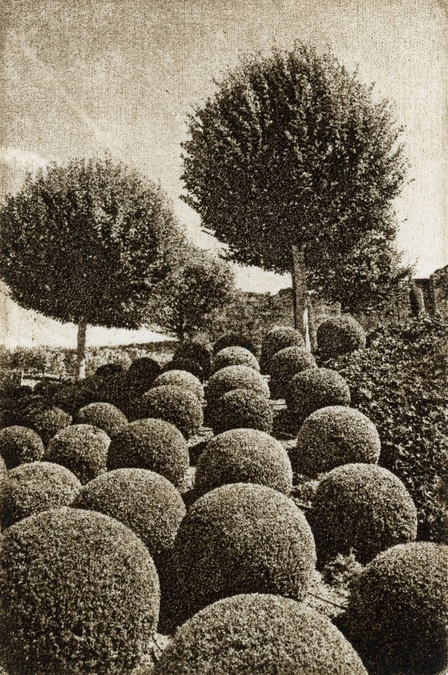 Tree Balls.jpg
