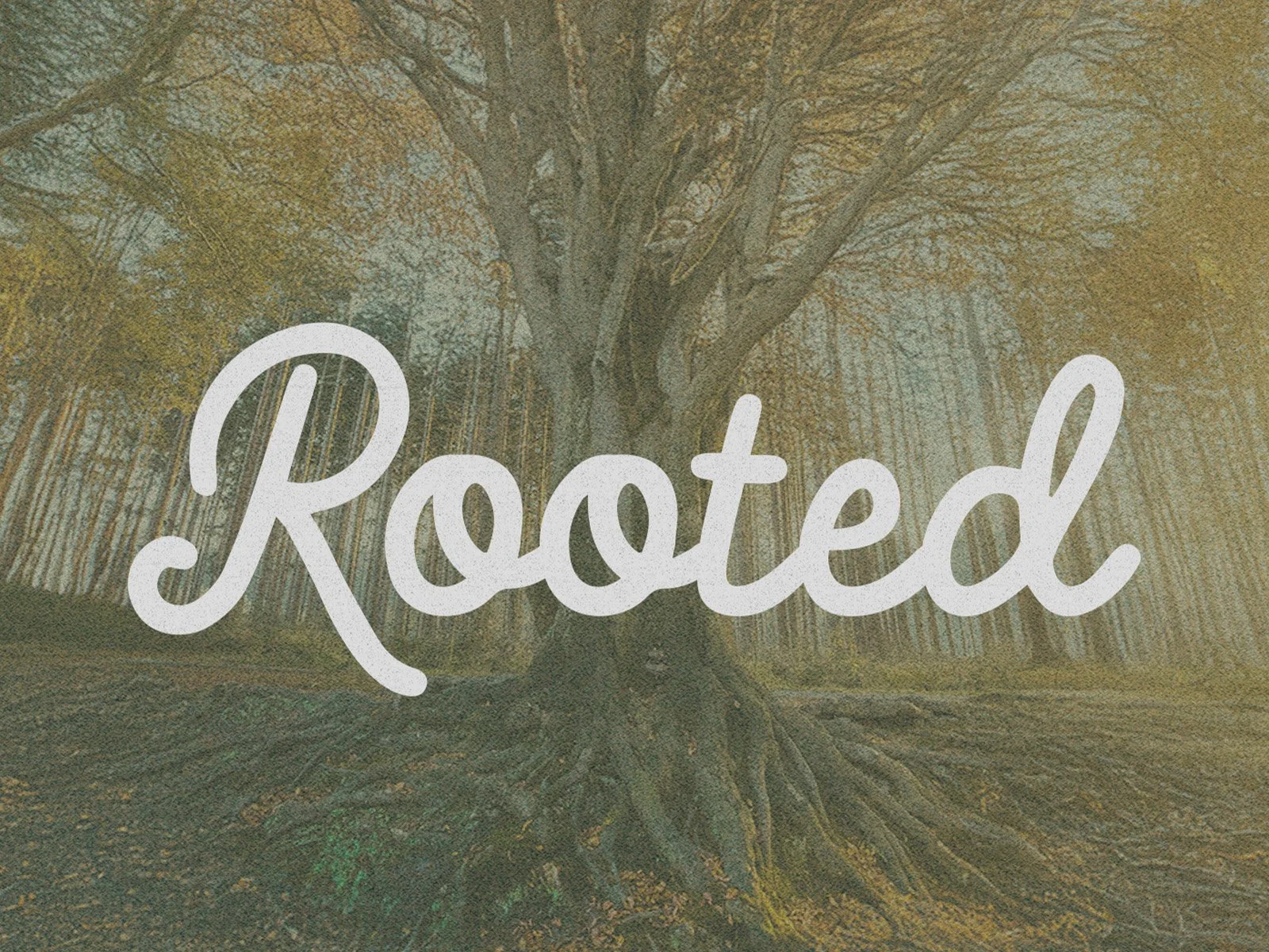 Rooted - Sermon Graphic.jpg