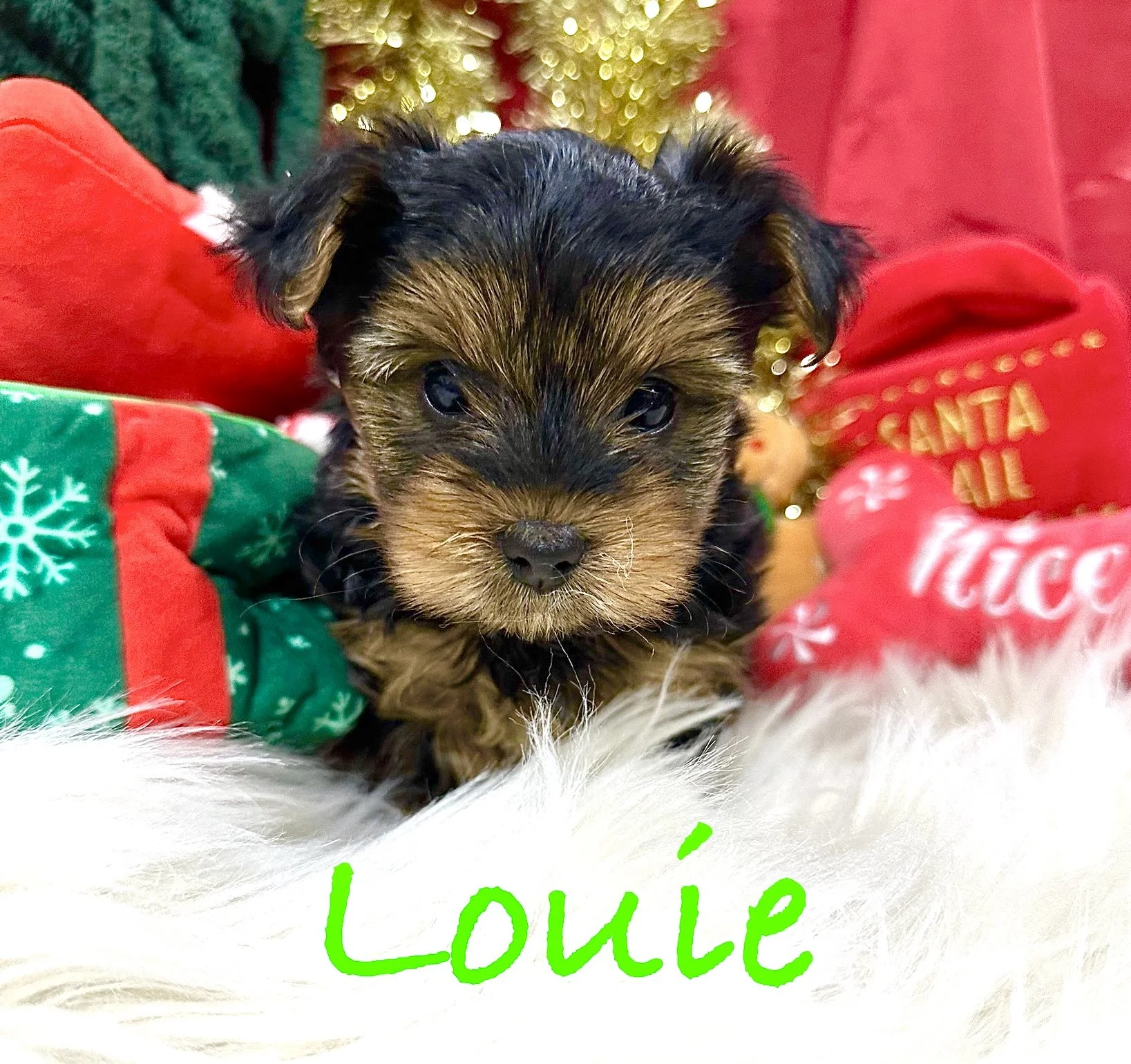 Louie