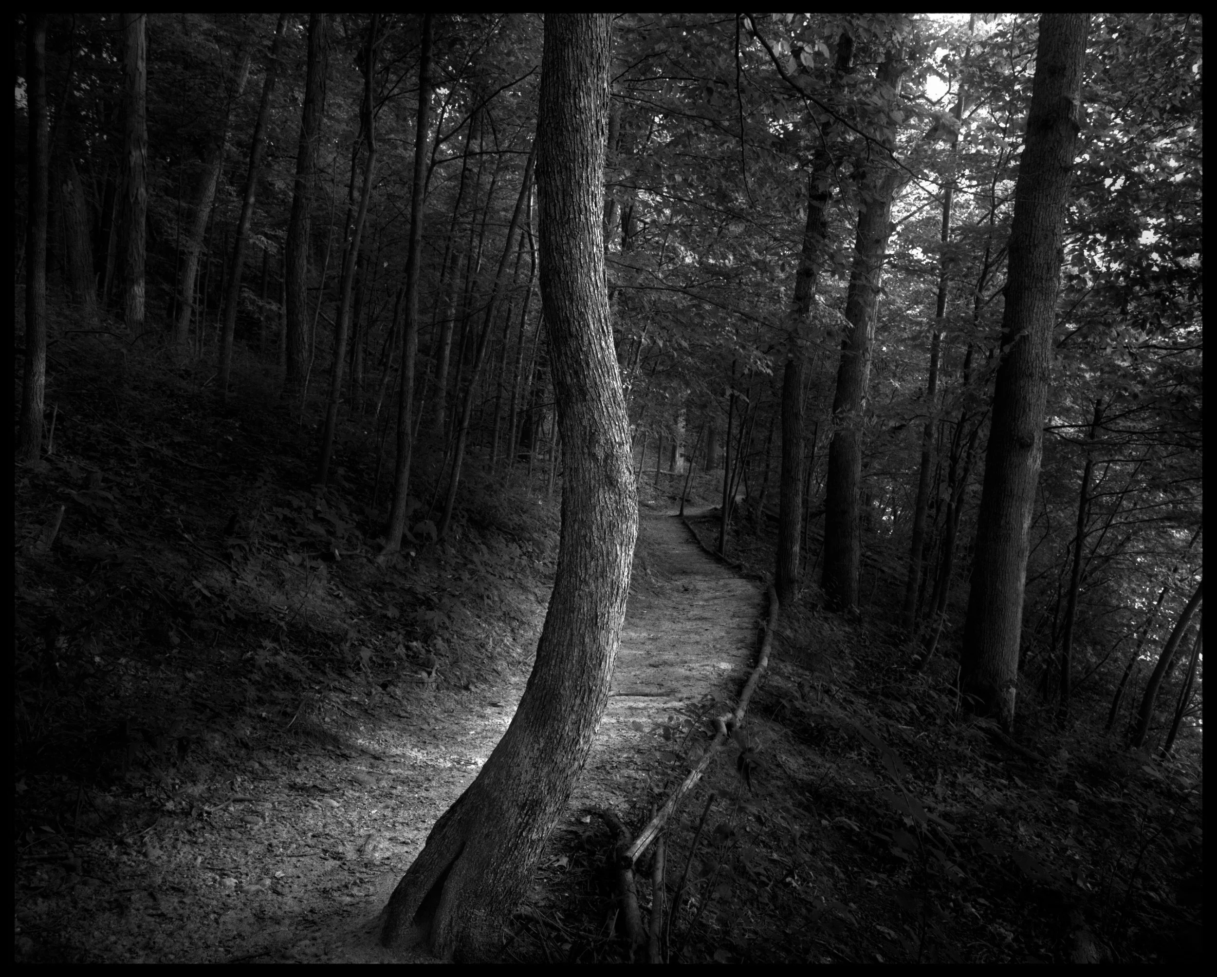 TreeTrail 3.jpg