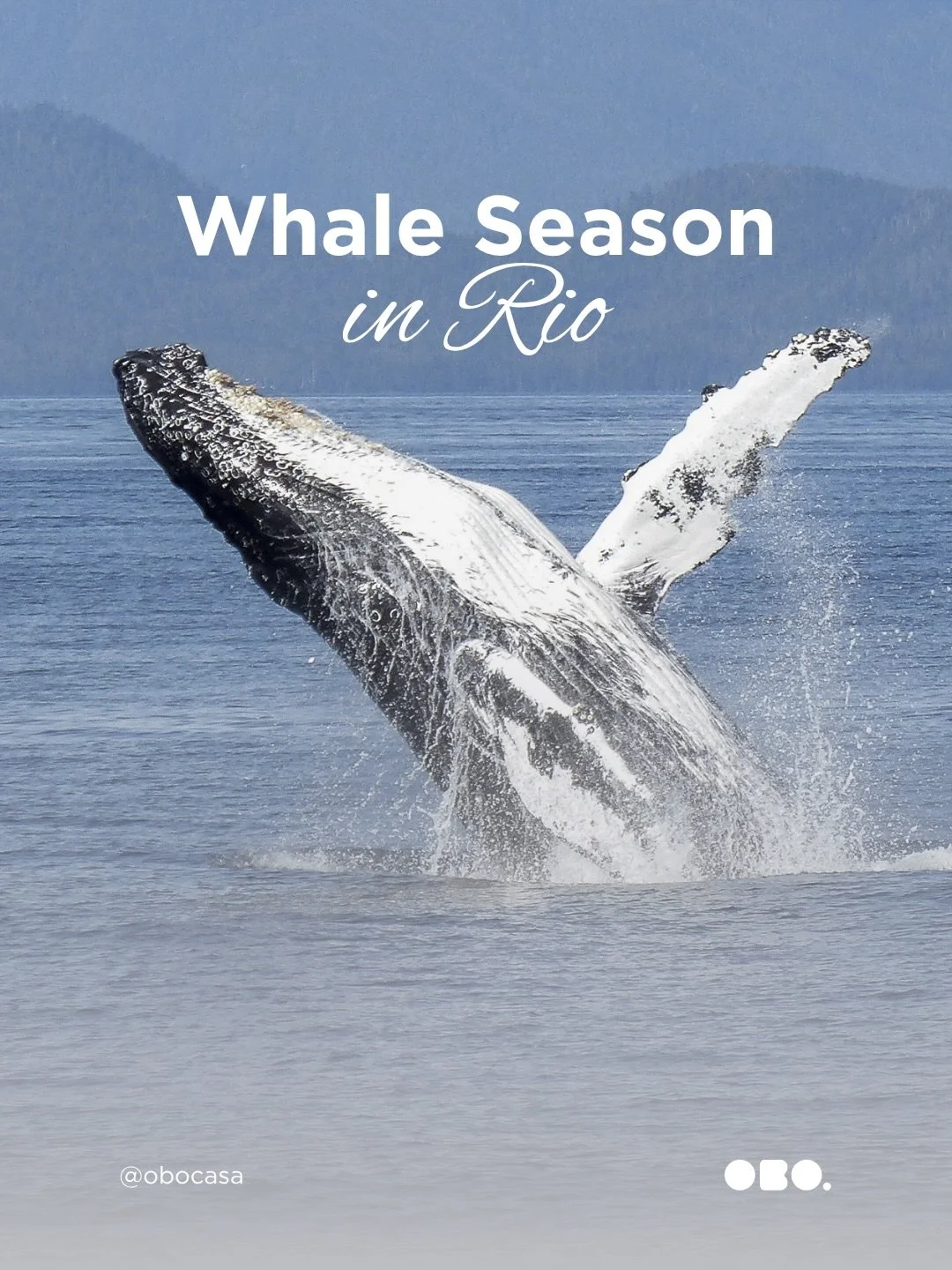 Did you know Rio has a whale season? 🐋

Right now, humpback whales are passing right through our coastline. 

If you&rsquo;re staying at OBO.casa, you&rsquo;re just a short walk from the Arpoador cliffs, one of the best natural viewpoints in Ipanema