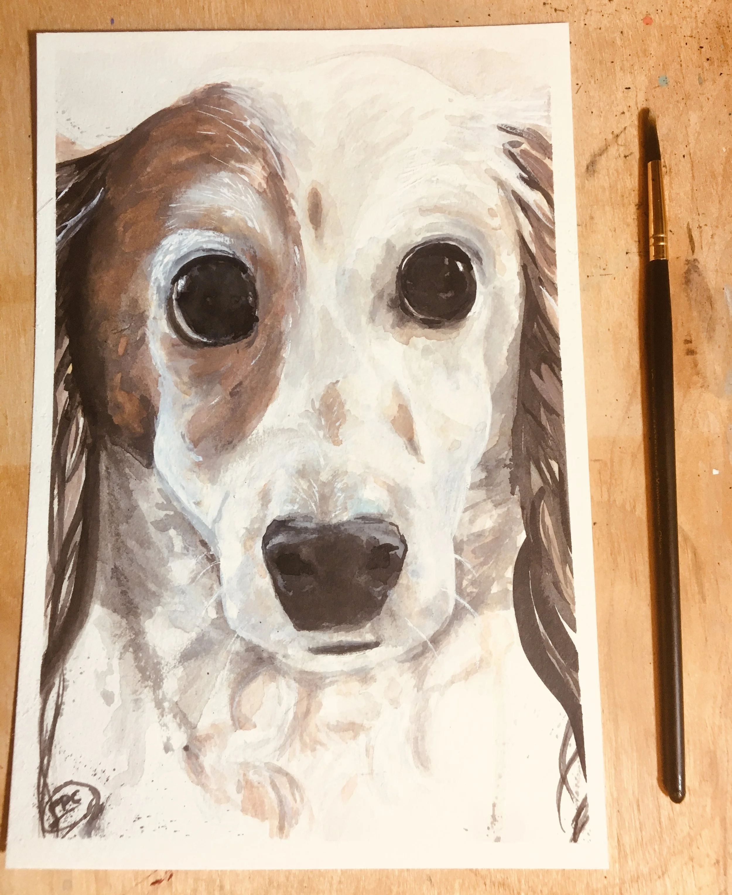 Patches - Dog Portrait