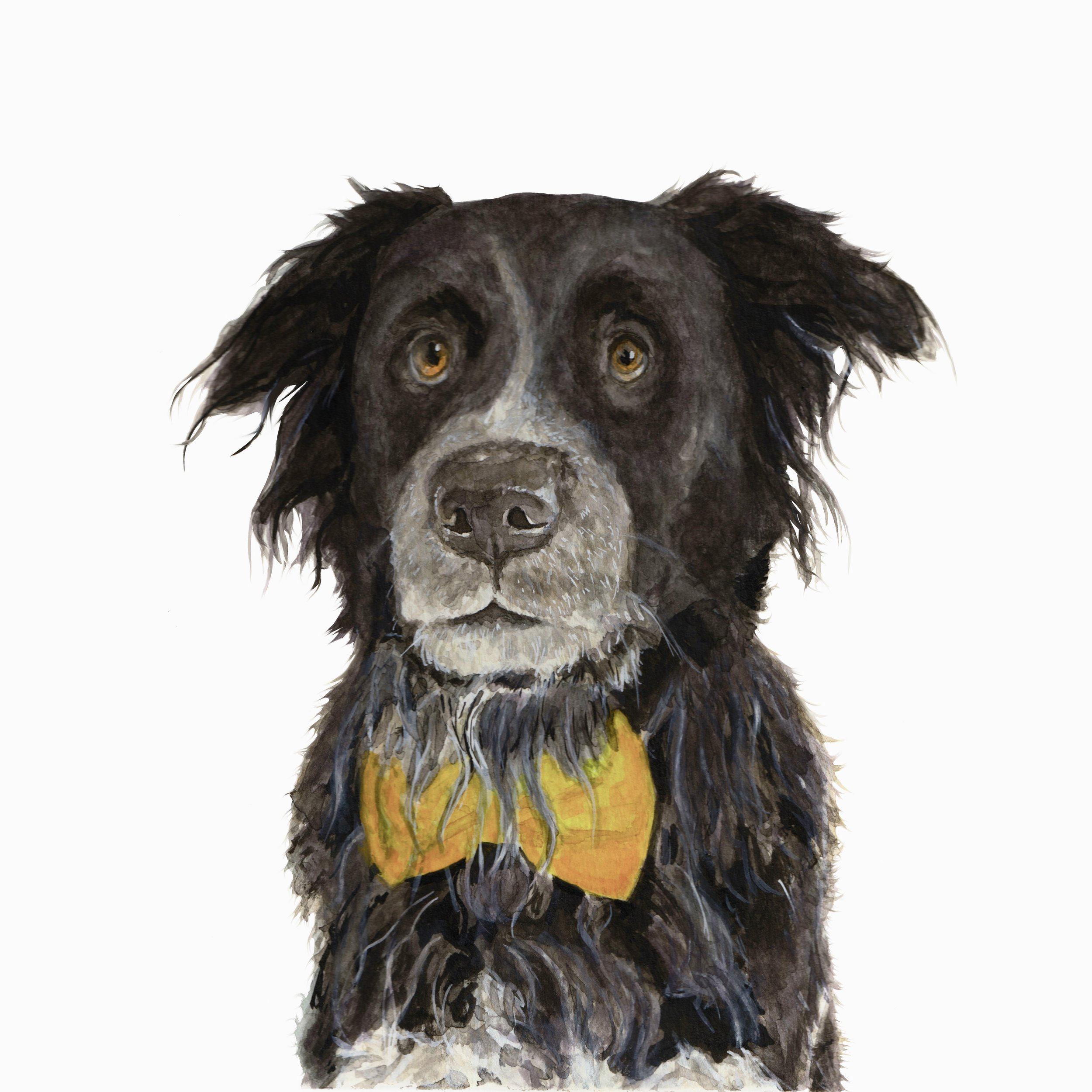 Dash - Dog Portrait