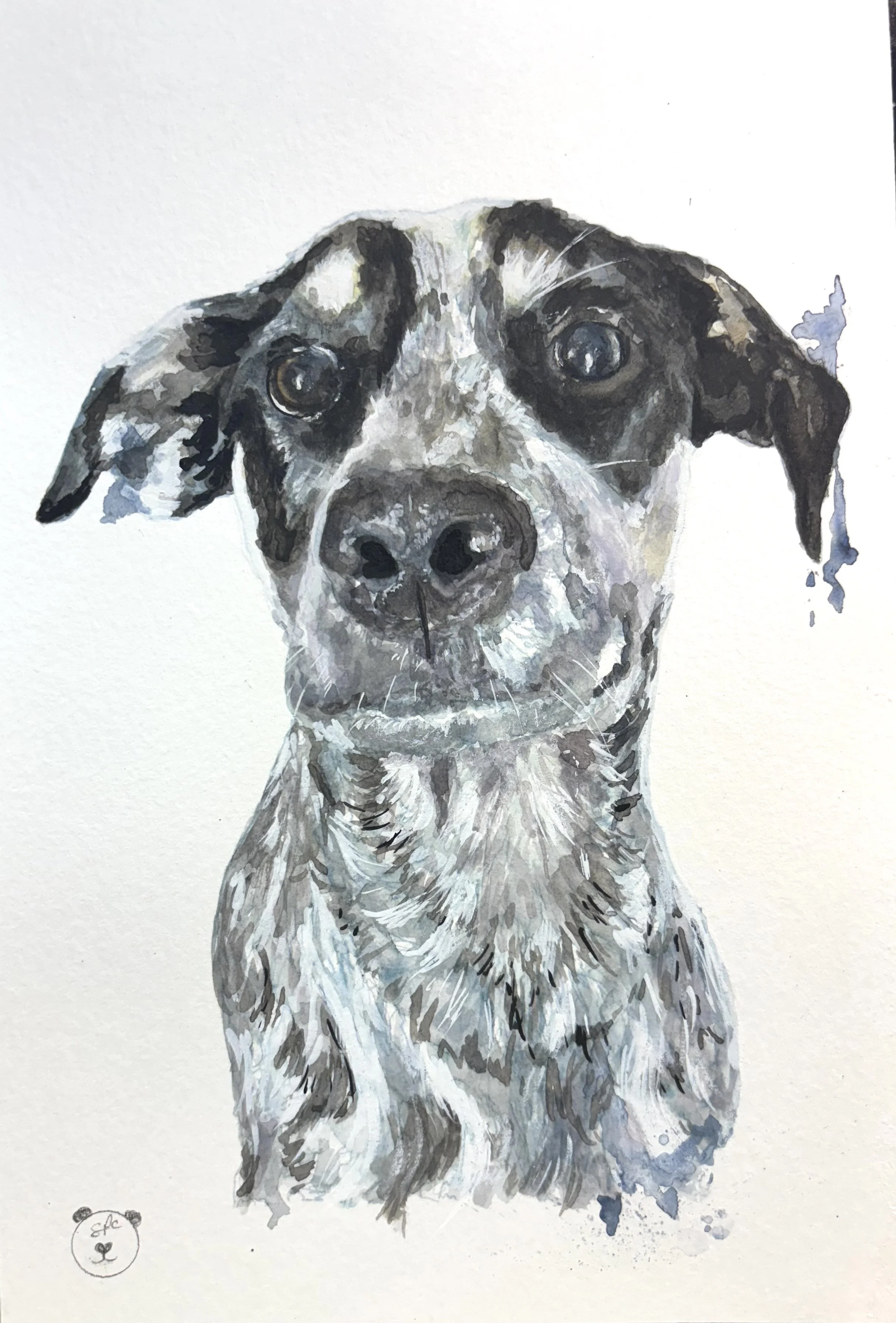 Oakley - Dog Portrait