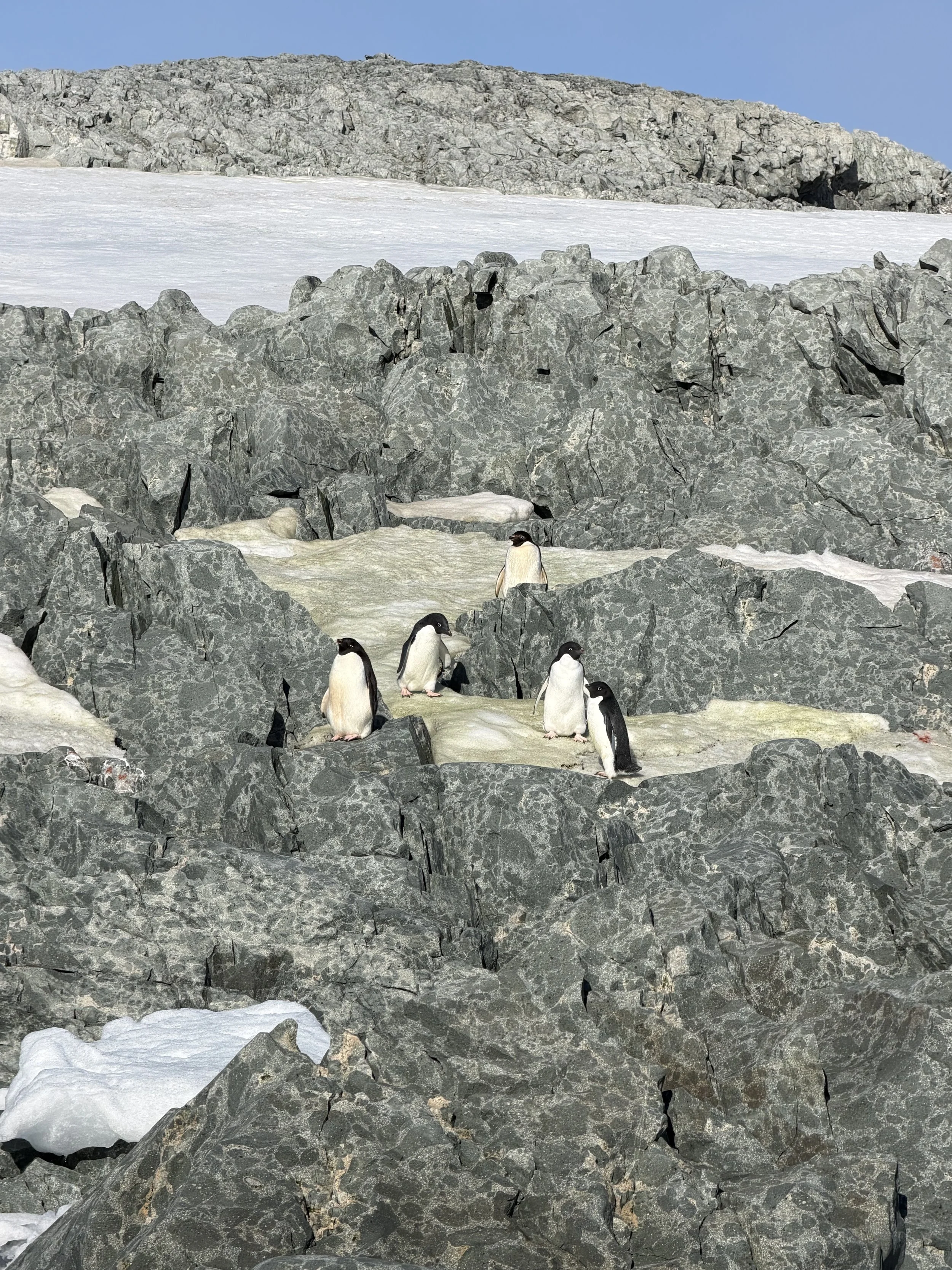 Arriving in Antartica