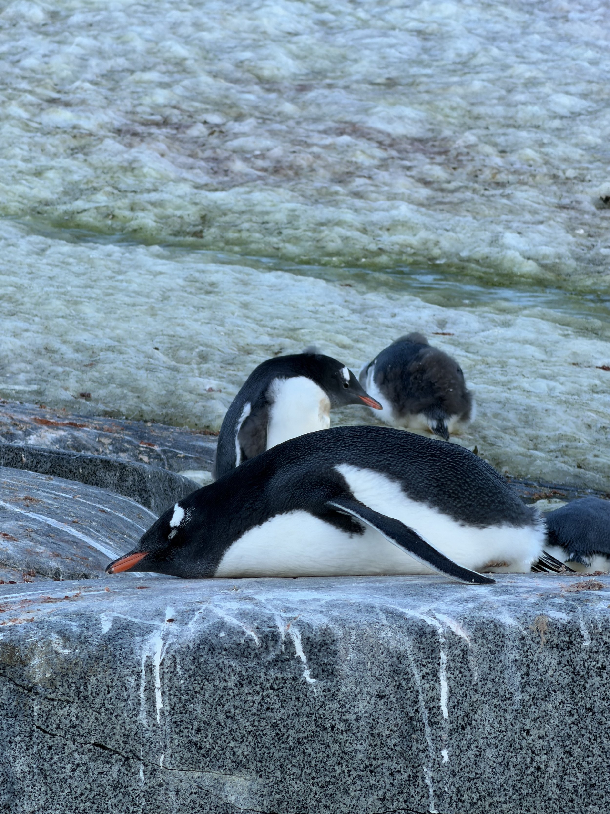 Penguins and Seals and Whales. Oh My!