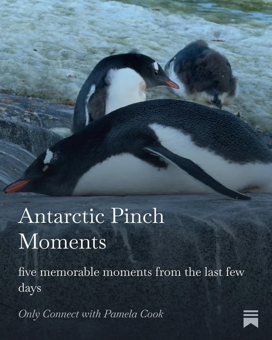 So many pinch me moments it&rsquo;s hard to process them all but I&rsquo;ve written about a few of them in my latest blog post. 💙

Link in the usual place 😉 

#antartica #magicmoments #pinchme #humpbackwhale #gentoopenguin