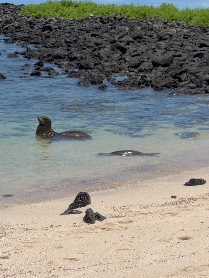 Just arrived on San Christobal Island in the Galapagos and I&rsquo;m already planning to come back!

The wildlife is amazing!!! (Keep the sound on)
🦭🦎🌊

#galapagosislands #sanchristobal #wildlifeprotection #bucketlist