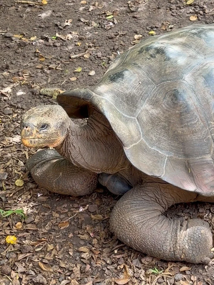 Day 1 in the Gal&aacute;pagos Islands. 🦭🦎🐢

Giant tortoises. Stunning beaches. Seals that roam the streets like friendly neighbourhood dogs. Iguanas. Crabs. Birds. A wildlife paradise. 

Feeling grateful. 🙏

#galapagosislands #galapagos🐢 #wildli
