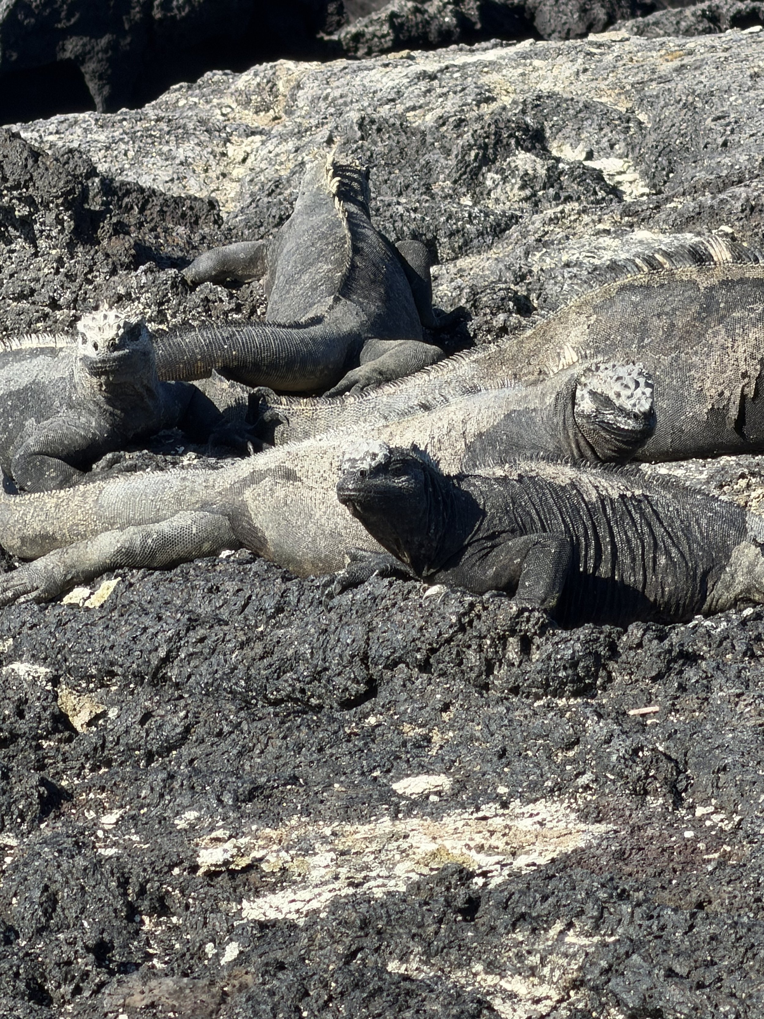 The Day of the Iguanas