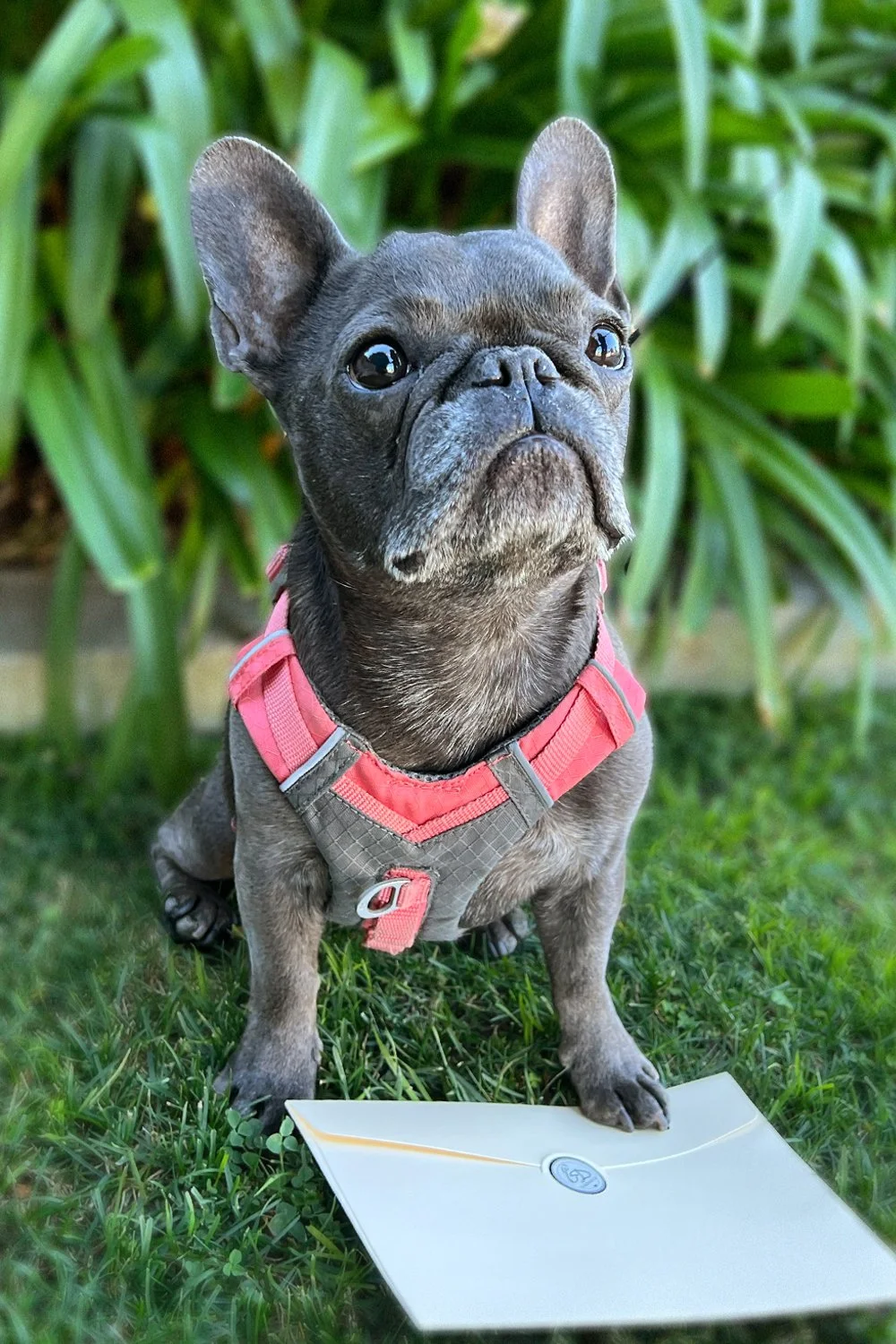 Maggie
