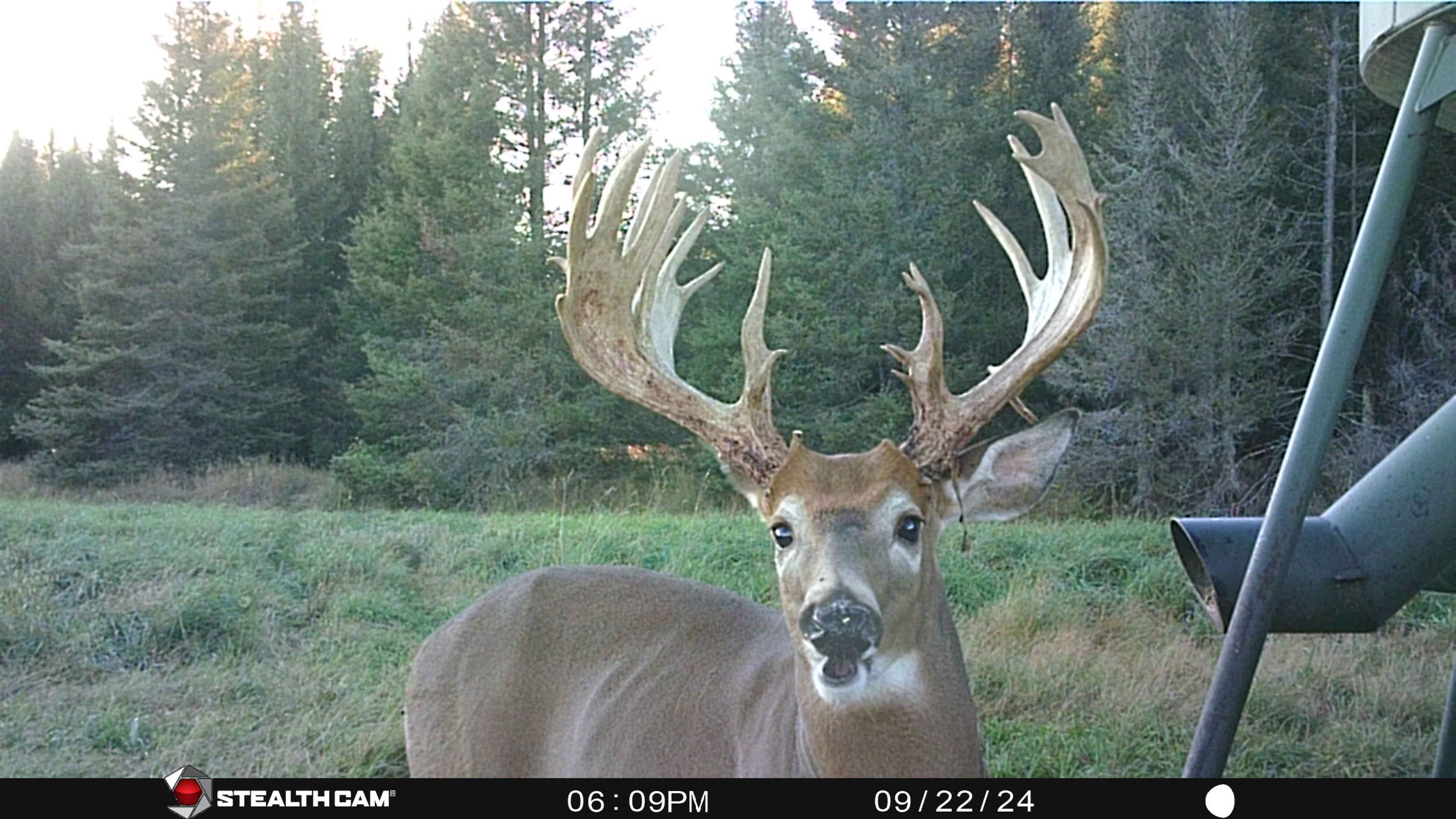 A deer looking into the trail cam - Big Buck