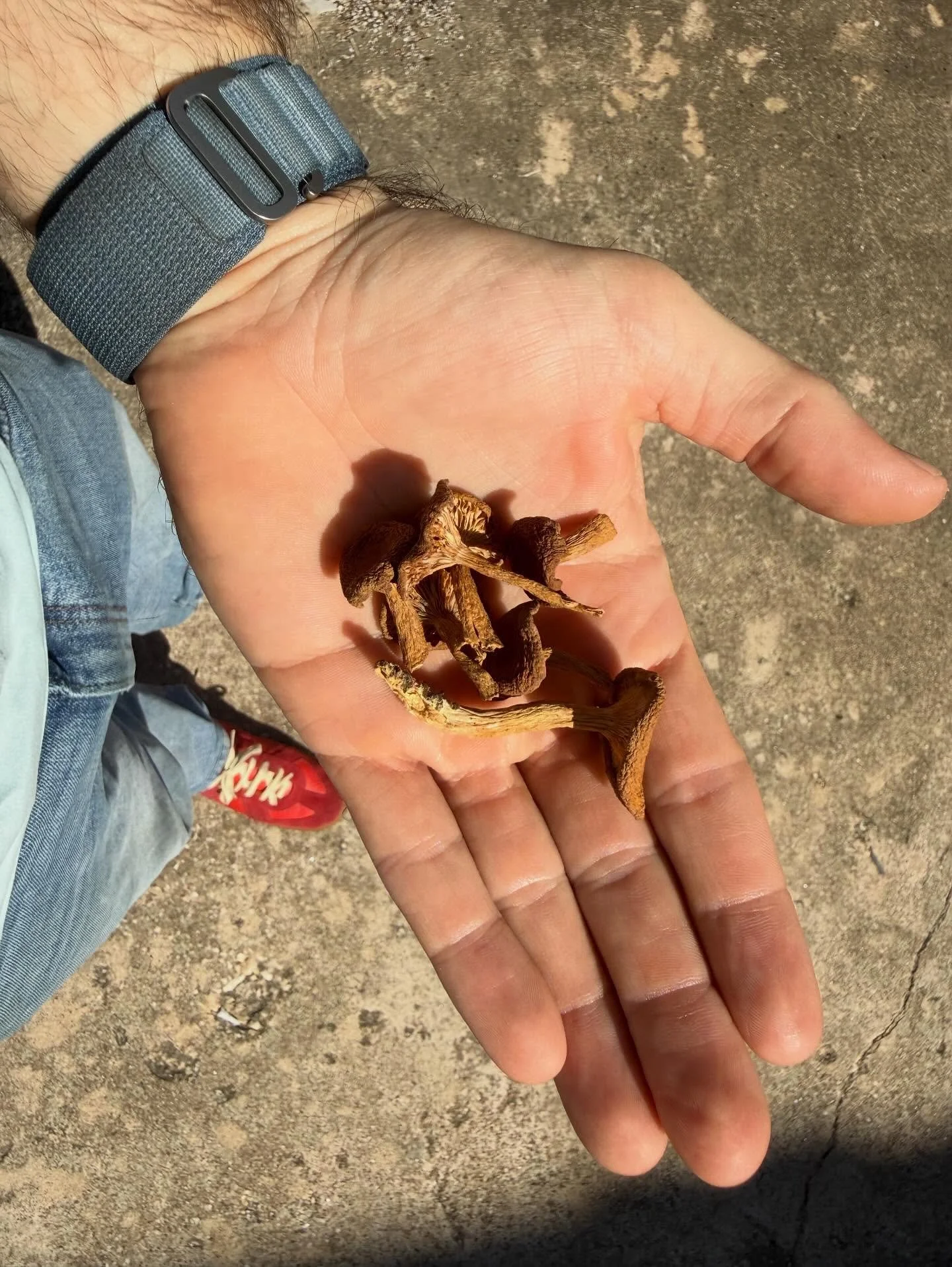 Candy Cap Mushrooms 🍄&zwj;🟫🍁🍄&zwj;🟫 

Just in&hellip;. Used as aromatics unlike most mushrooms. They offer aromas of maple syrup and even curry. Use in ice creams, cookies, and even savory pork dishes. Simply powder and infuse. Foraged from pris