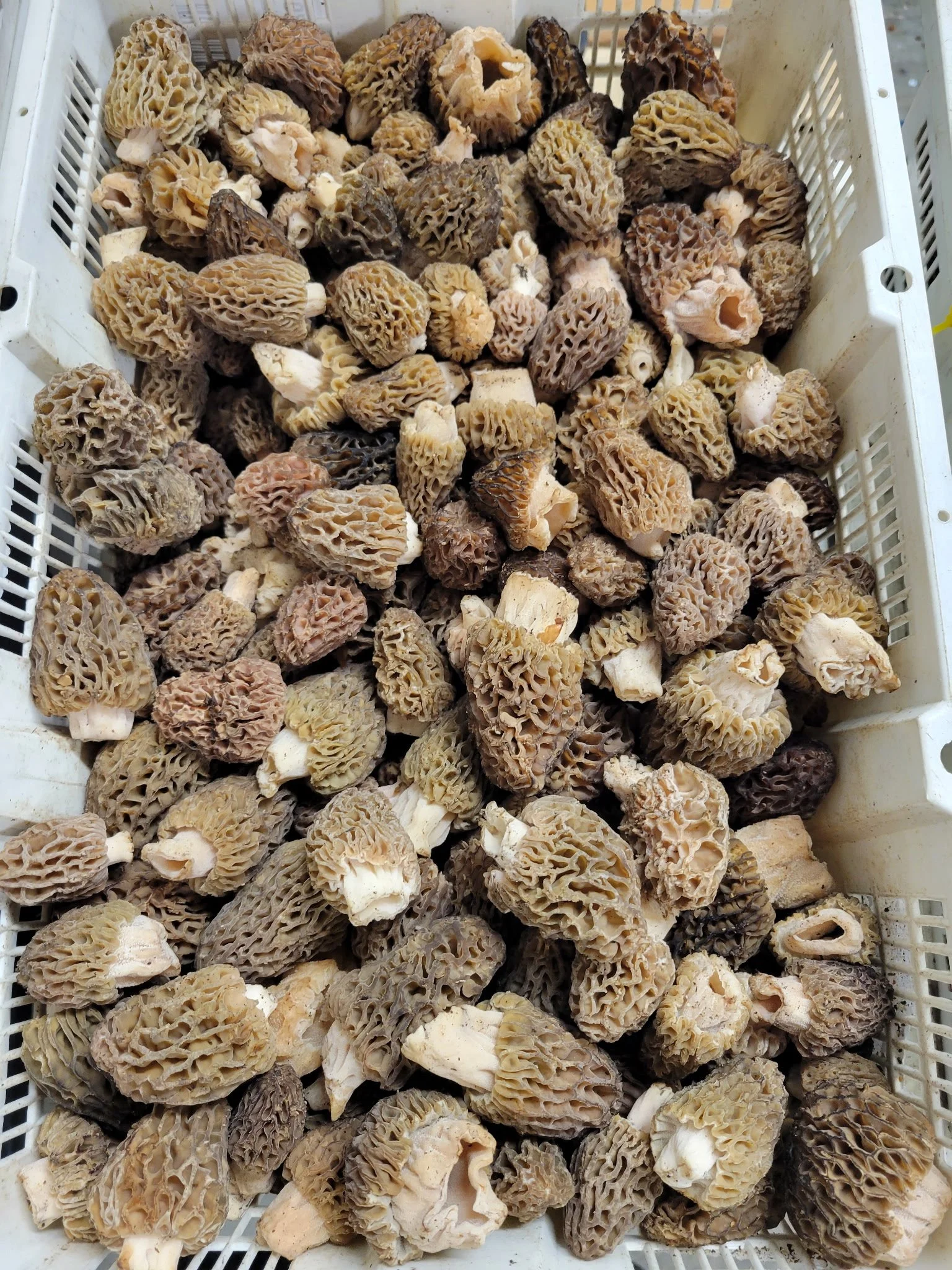 Oregon Morels.JPG