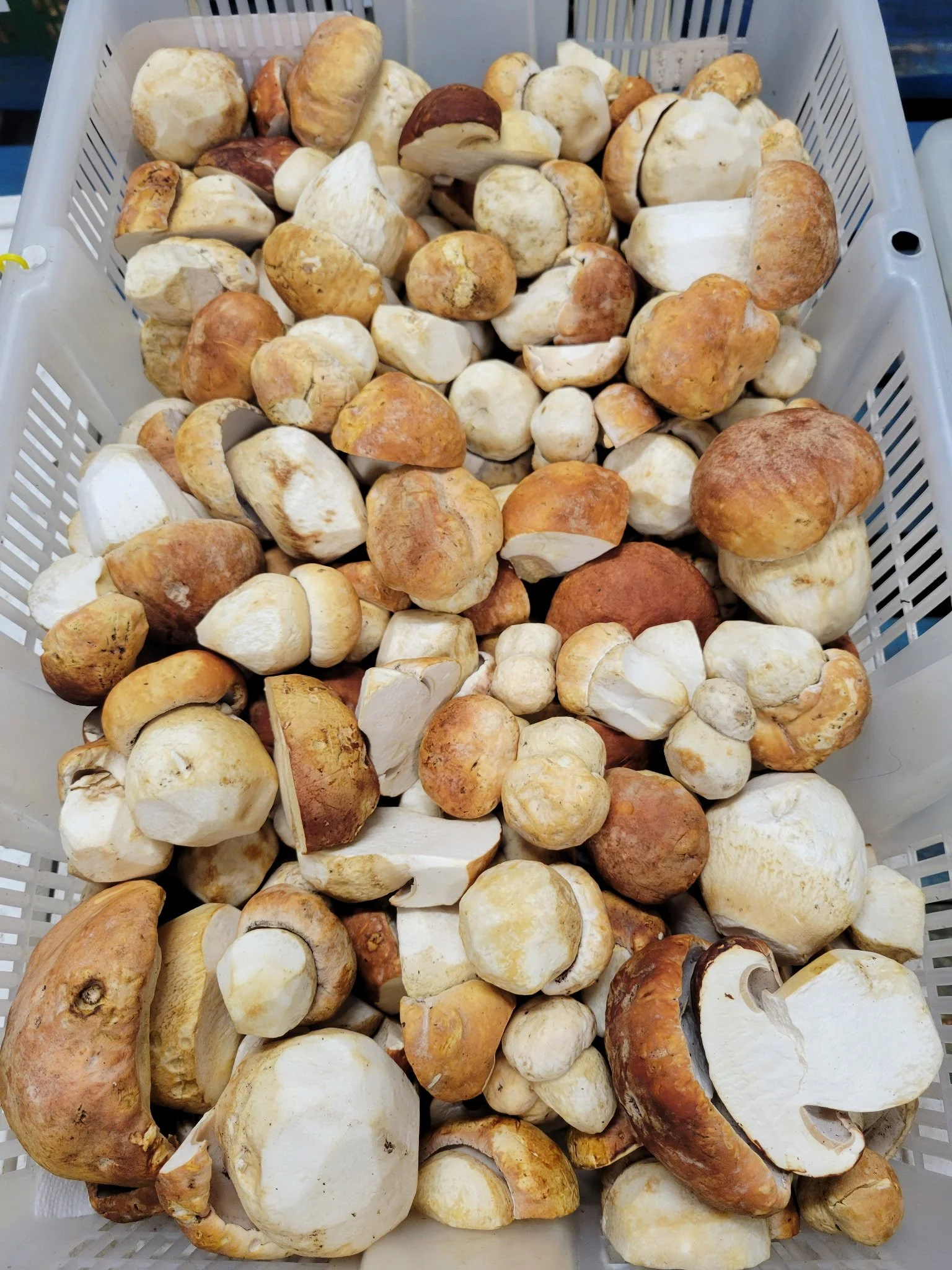 Oregon Porcini.JPG