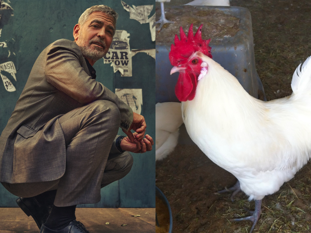 MEET THE GEORGE CLOONEY OF CHICKEN