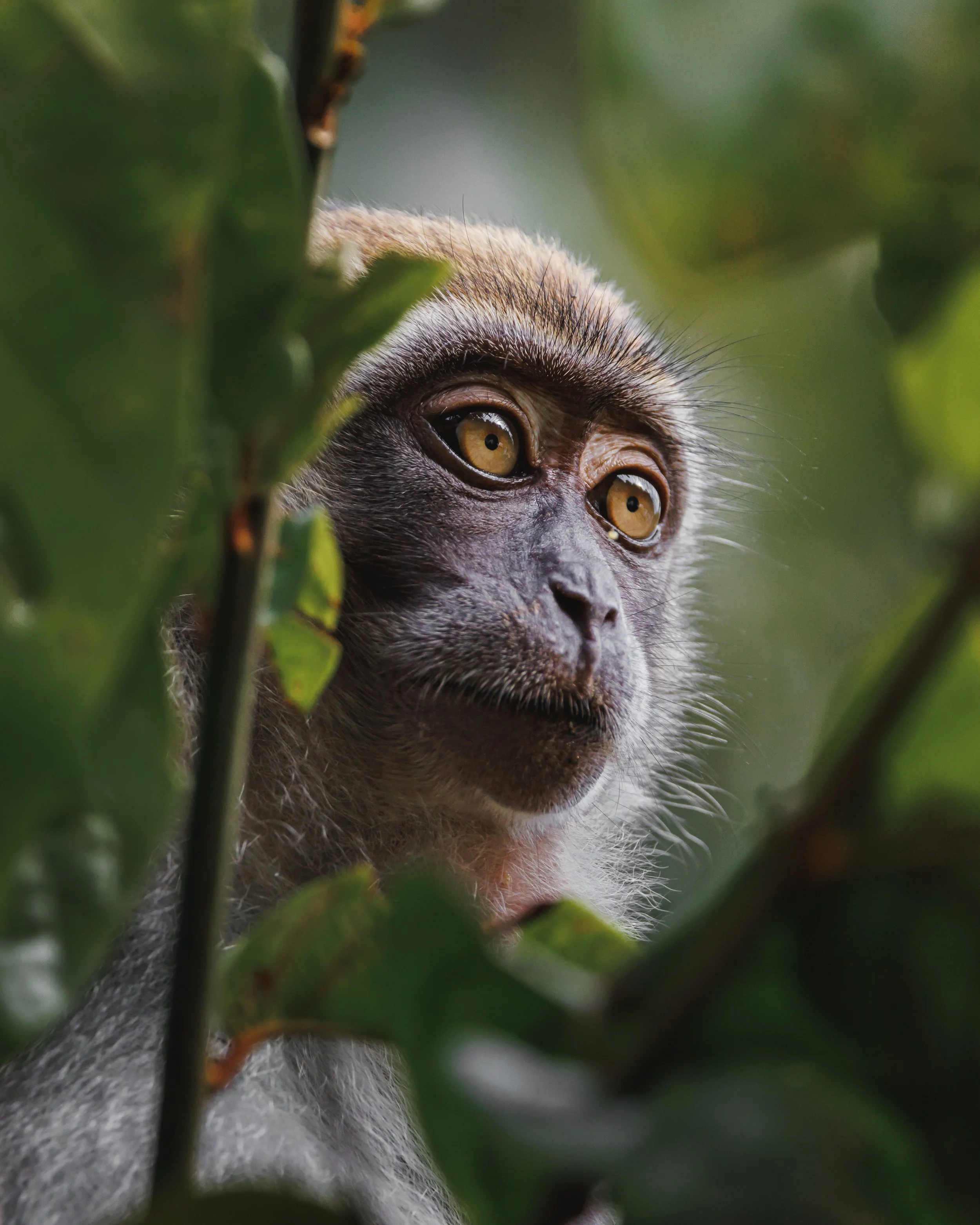 Close-up of a monkey's face peeking through green leaves, with expressive hazel eyes.