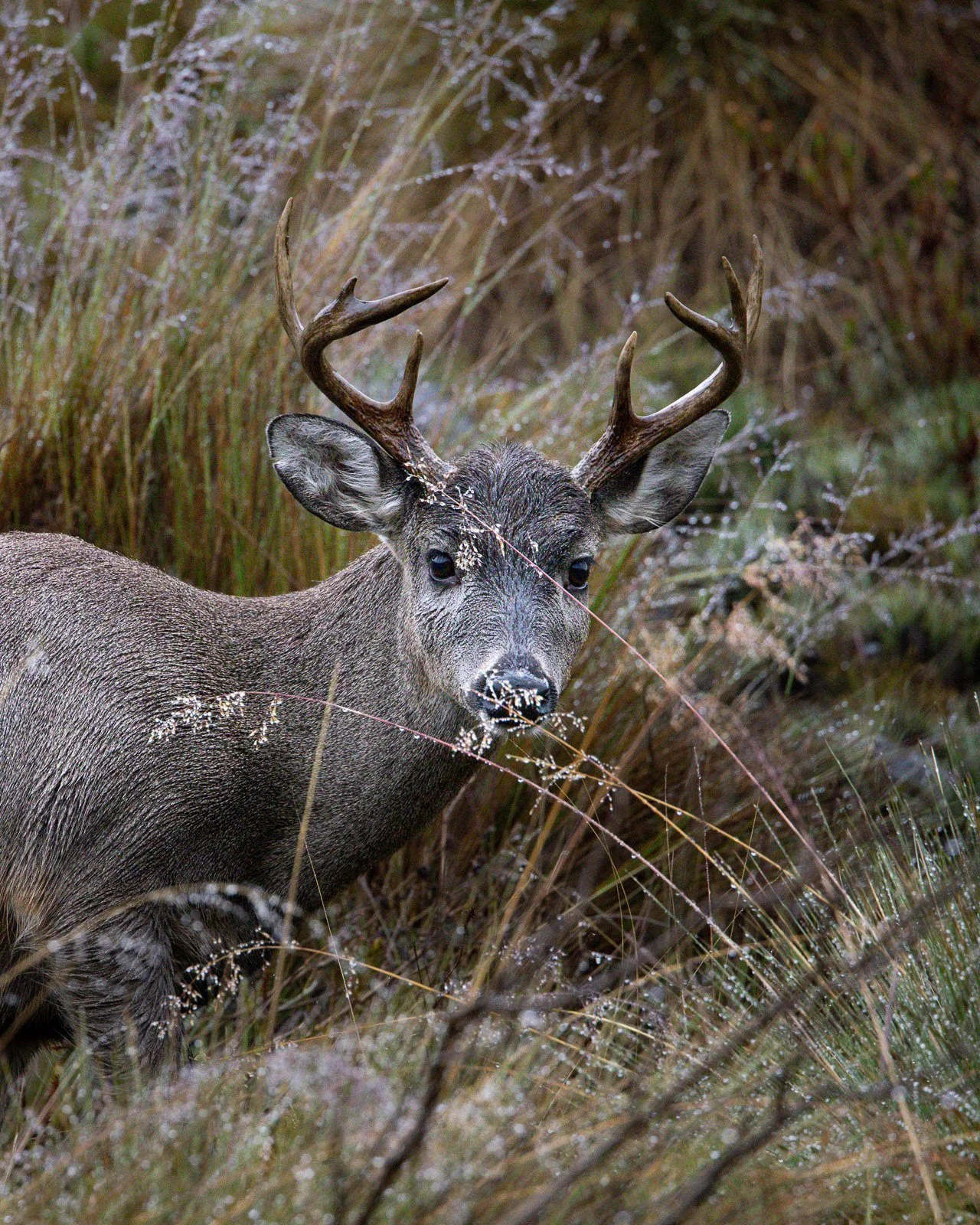 A deer with antlers standing among tall grass and plants, looking at the camera.