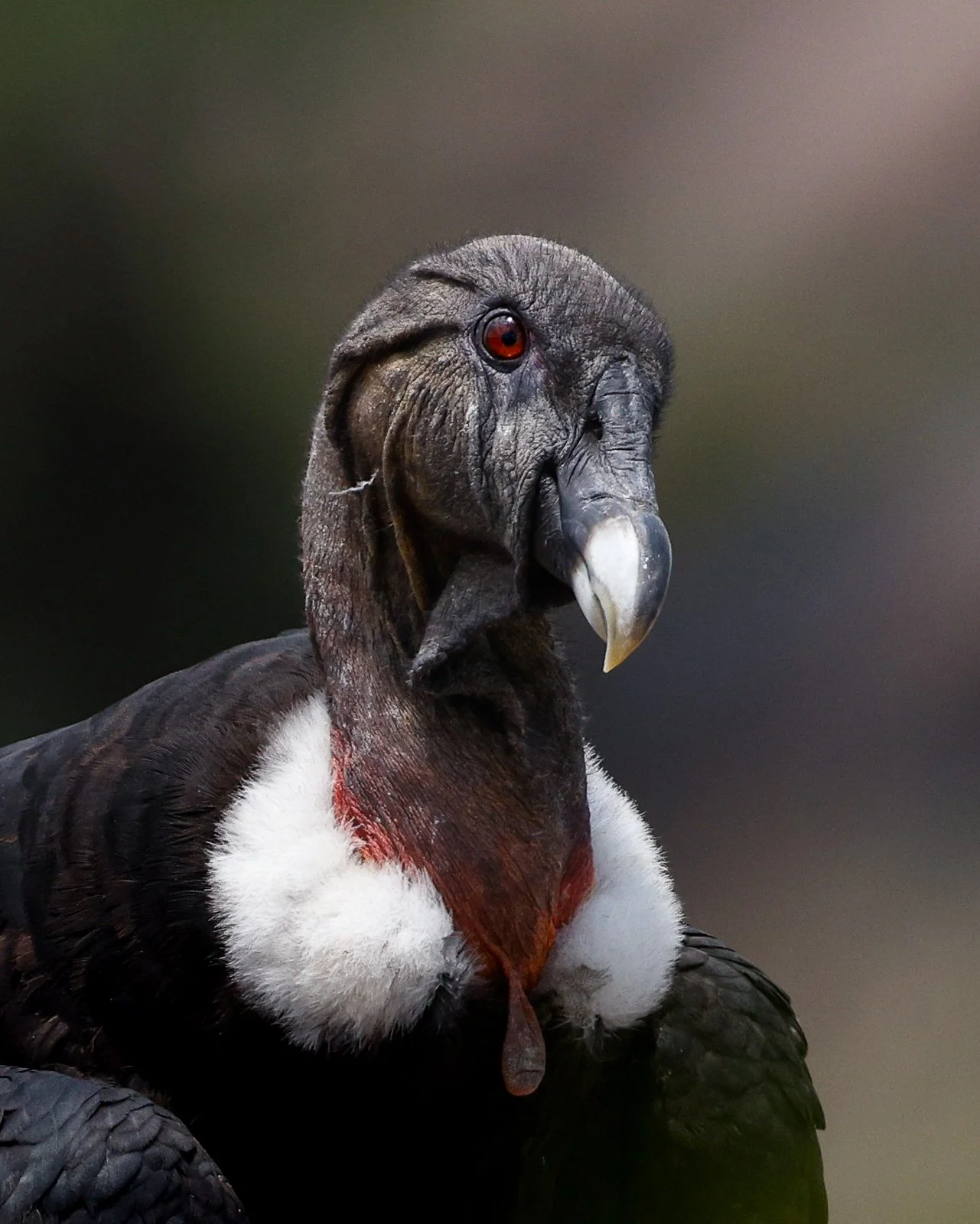 A condor winking with one eye.