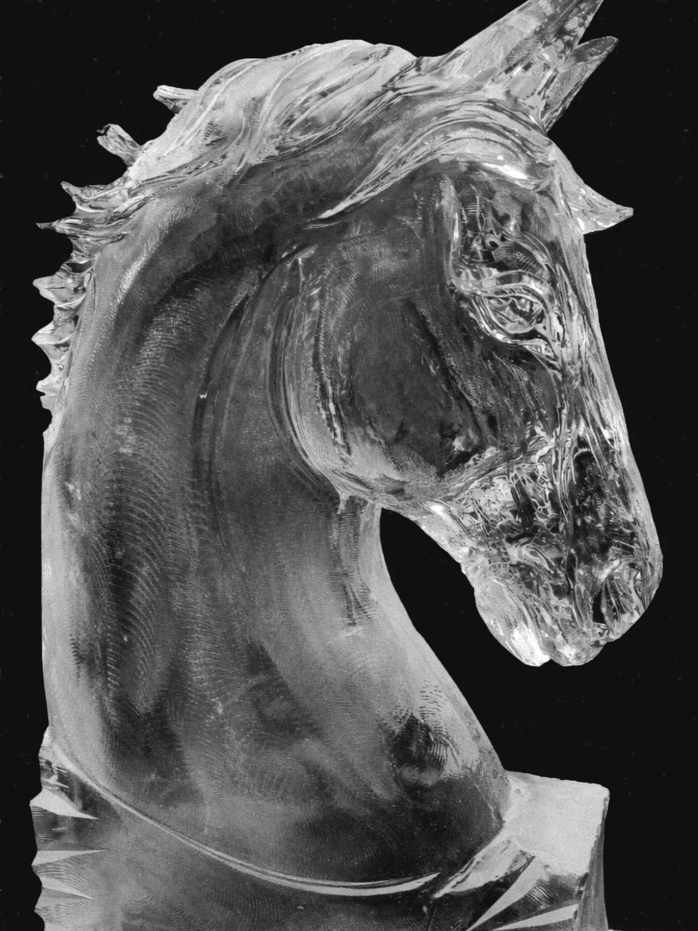 Sometimes we carve #horse #icesculptures and sometimes we don't. Here's one we did.

#iceluge #vodkaluge #chainsawcarving